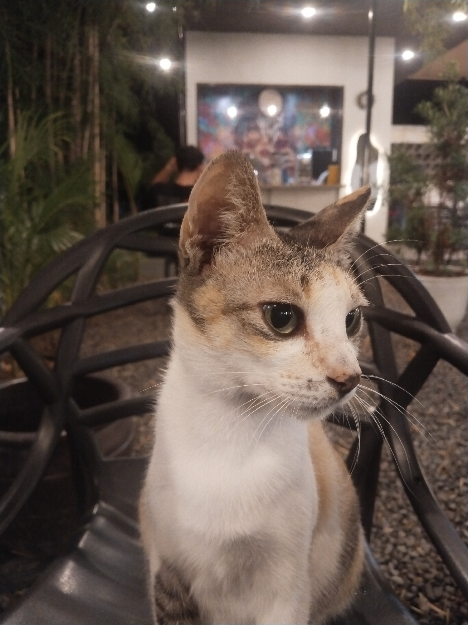 A medium shot captures a cat sitting in a black plastic chair. The cat is calico with white, brown, and gray fur and green eyes. It is turned to the right, with its whiskers prominent. Behind the cat, slightly out of focus, is an outdoor dining area. A person sits at a table. Beyond that, there's a structure with a lit interior and what appears to be art or a mural on the wall. Potted plants are visible on the right side of the frame. String lights are hung above, adding to the ambiance. The background appears to be a restaurant or café, likely in Lhokseumawe, Indonesia. The ground beneath the chairs is covered in small stones.