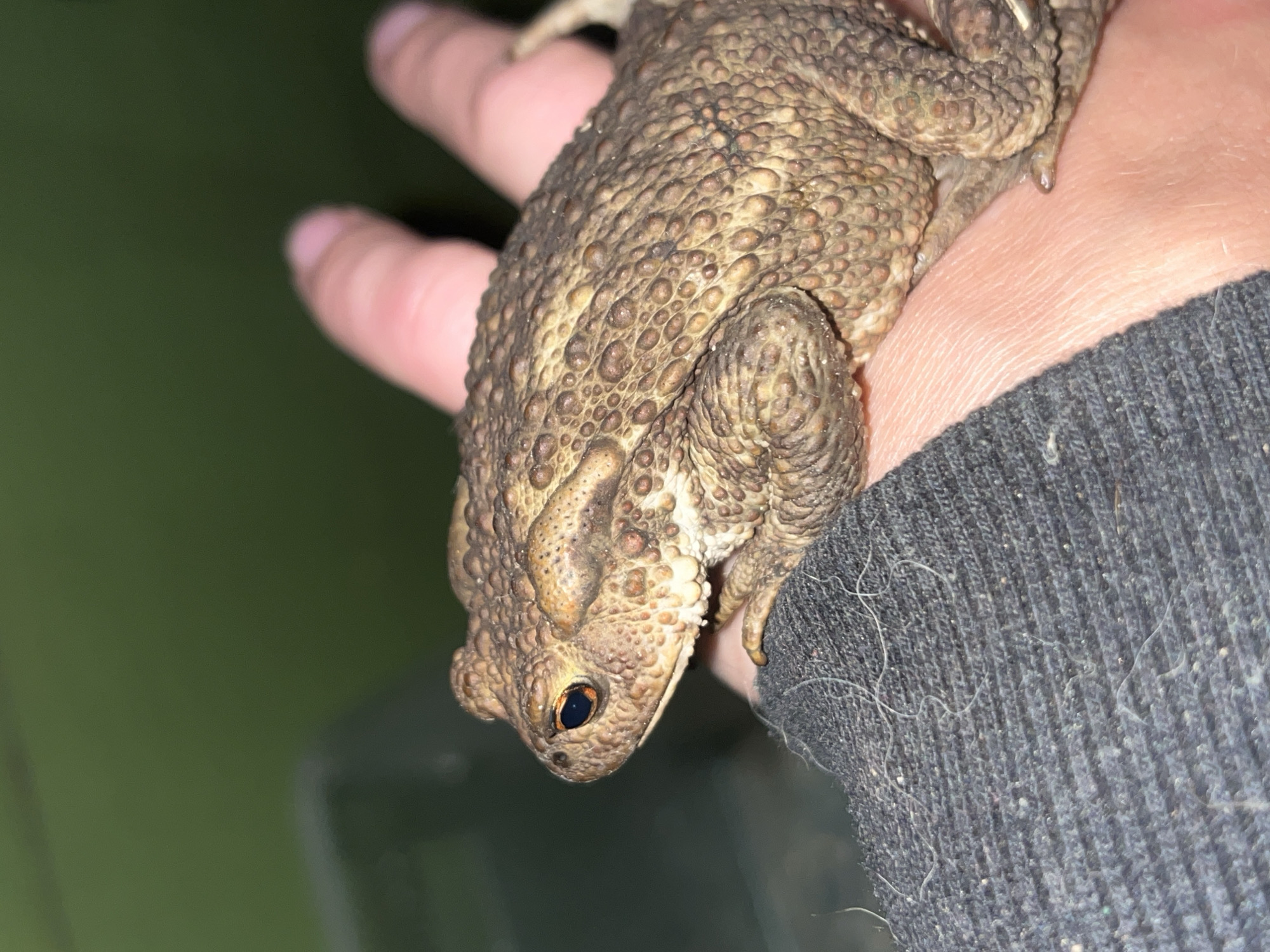 A close-up, eye-level shot shows a person's left hand and forearm holding a brown, warty toad. The toad is positioned on the palm and fingers of the hand, facing left. The toad's skin is textured with numerous small bumps and darker speckles. Its left eye, a dark orb with an orange iris, is visible. The hand and forearm are covered by a dark gray, ribbed fabric, possibly a long-sleeved shirt or sweater, with several white fibers scattered on its surface. The background is out of focus, with a dark, muted green hue, suggesting an outdoor or dimly lit environment. There are no discernible landmarks or identifying features to indicate a specific location within Nizhny Tagil, Russia.