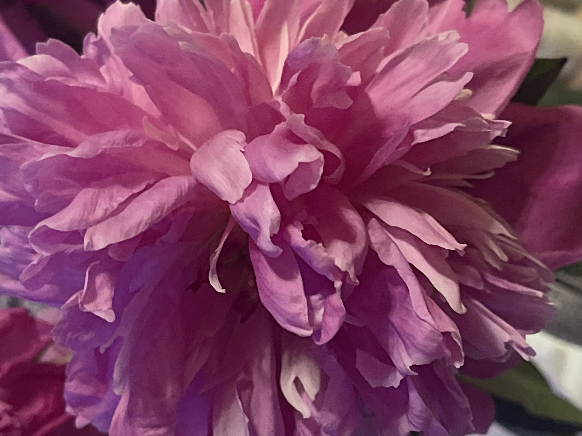 The image is a close-up, overhead shot of a vibrant pink peony flower. The petals are layered and ruffled, creating a soft, voluminous texture. The lighting appears to be natural, casting subtle shadows that highlight the curves and folds of the petals. The background is blurred and dark, focusing all attention on the intricate details of the flower. There are no people, objects, or environmental details visible that would indicate a specific location in Minsk, Belarus.