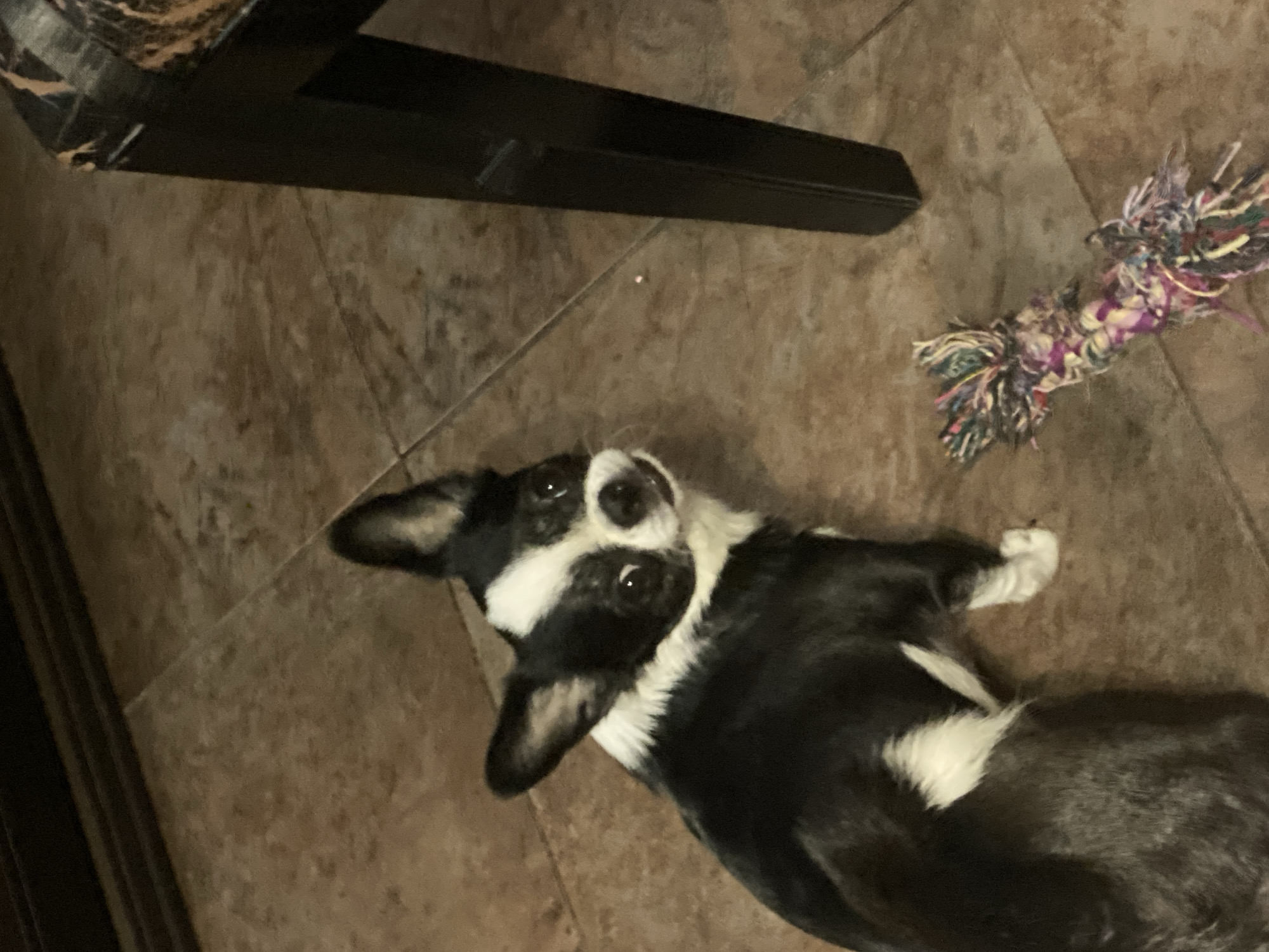 A black and white dog sits on a tiled floor next to a rope toy and the leg of a dark wooden table. The dog is looking up and to the right with its ears perked.