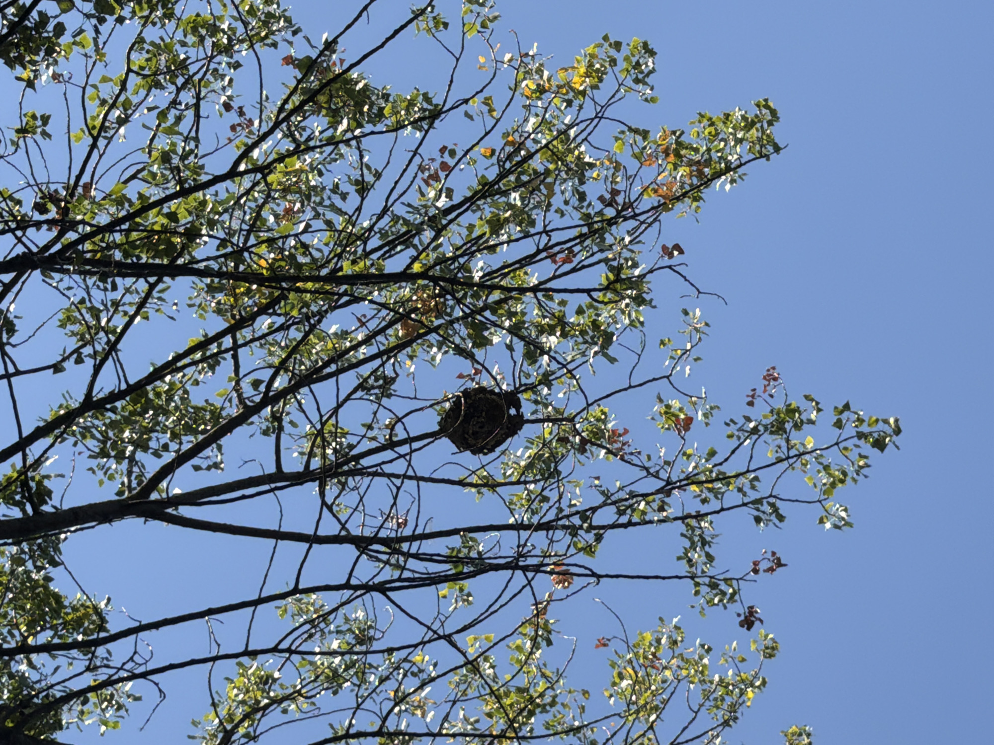 A bird's nest is visible amidst the branches of a tree against a clear blue sky. The branches are dark and bare in some areas, while others are adorned with green and some reddish leaves, suggesting an autumn season. The nest is a dark, round structure constructed from twigs and other natural materials, positioned slightly off-center to the right within the frame. The lighting indicates it is daytime. This scene is a general natural observation and cannot be specifically located in Tournon-sur-Rhône, France, without additional information.