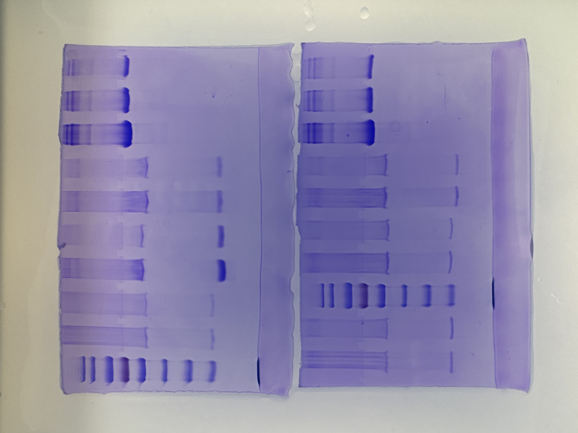 The image displays two purple-stained electrophoretic gels, positioned side-by-side on a light, uniform background. These gels are typical results from a laboratory procedure like SDS-PAGE, used for separating biological molecules such as proteins or DNA. The purple color suggests a common staining method, likely Coomassie Blue.
Each gel contains multiple vertical lanes, within which dark violet-blue bands are visible. These bands represent the separated molecules, with their position indicating size or charge, and their intensity correlating with concentration.
The left gel features prominent, thick bands in its upper section, with some appearing sharp and others slightly smeared. As one moves down this gel, individual, distinct bands of varying thickness are seen. Towards the bottom, there is a clear pattern of short, uniformly spaced horizontal bands spanning several lanes, characteristic of a molecular weight ladder or control samples.
The right gel exhibits similar characteristics. Its upper region also shows several intensely stained bands, some well-defined and others with a degree of smearing. The middle section of this gel conspicuously displays a series of short, distinct bands arranged horizontally across multiple lanes, mirroring the pattern observed at the bottom of the left gel. The lower part of the right gel also contains various horizontal bands of different thicknesses and intensities.
The overall image provides a clear view of the stained gels, highlighting the successful separation of samples. There are no people, visible text, or specific location identifiers within the image itself. The lighting is even, suggesting a controlled indoor environment.