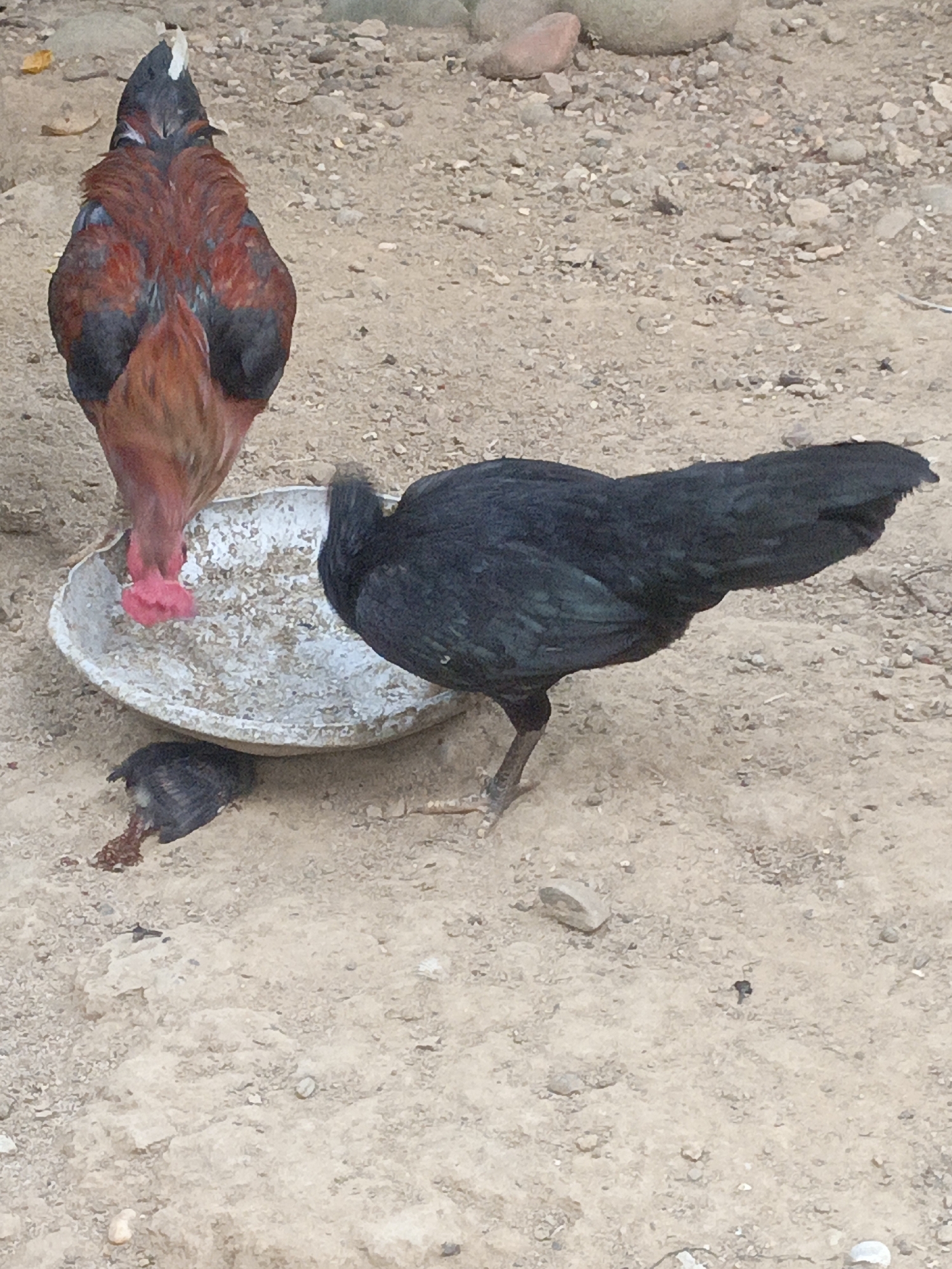 In Lhokseumawe, Indonesia, a scene unfolds in a dusty outdoor environment. Three chickens are present near a shallow, off-white dish filled with what appears to be feed. One chicken, predominantly reddish-brown with some black and blue iridescence on its back, stands facing away from the viewer, its head lowered. Another chicken, entirely black, is actively feeding from the dish, its head buried in the contents. A third, smaller chicken, also black, lies on its side in front of the dish, appearing deceased. The ground is composed of dirt and small stones, with larger rocks scattered in the background. The lighting suggests it is daytime.