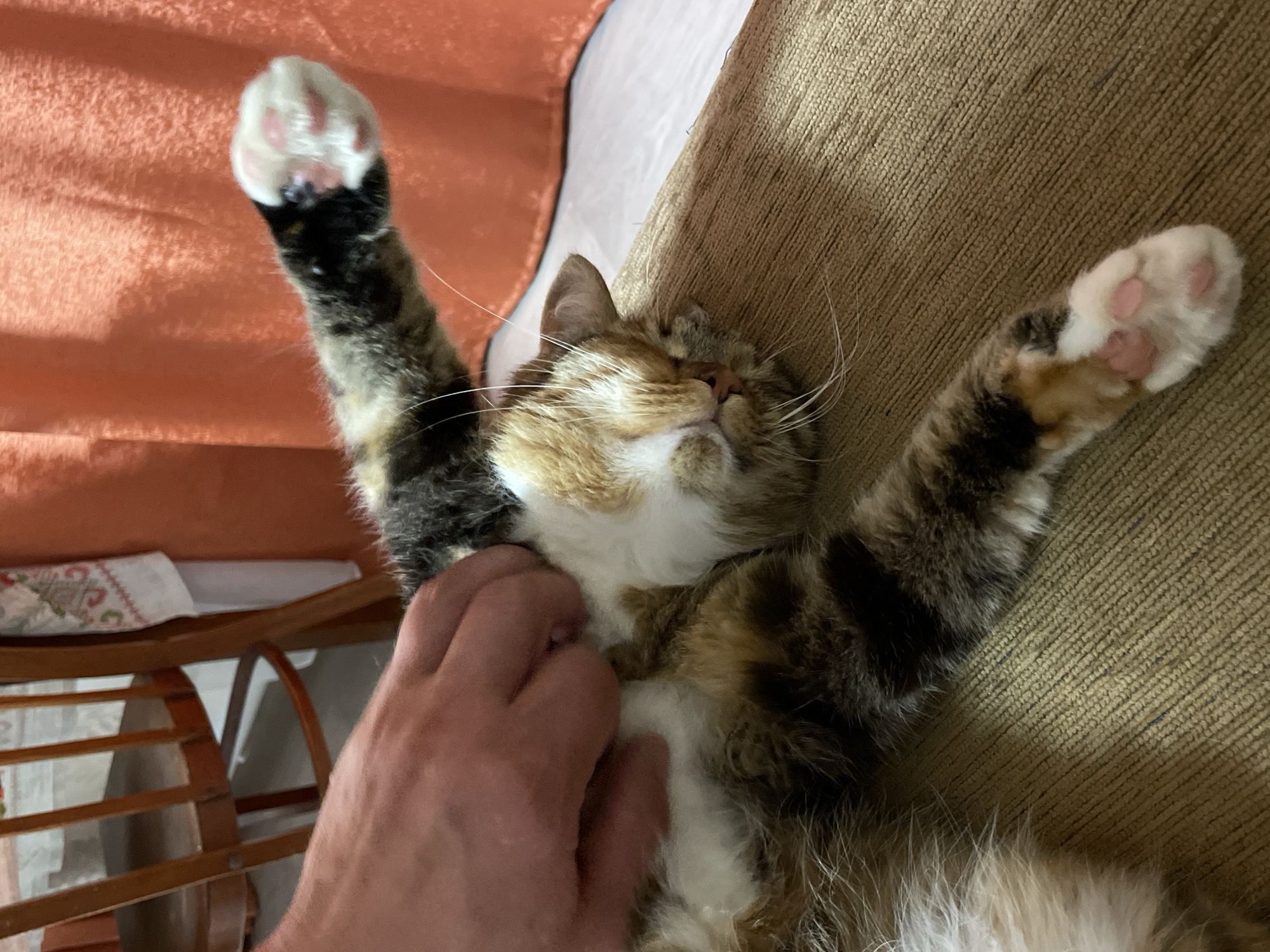 A calico cat is lying on its back on a textured brown surface, its legs outstretched. A person's hand is visible on the cat's belly, gently petting it. The cat's eyes are closed, indicating it is relaxed or sleeping. In the background, a wooden chair with a white and red patterned runner and an orange curtain are visible, suggesting an indoor setting. The scene is likely within a residential area in Дресвяново, Russia.