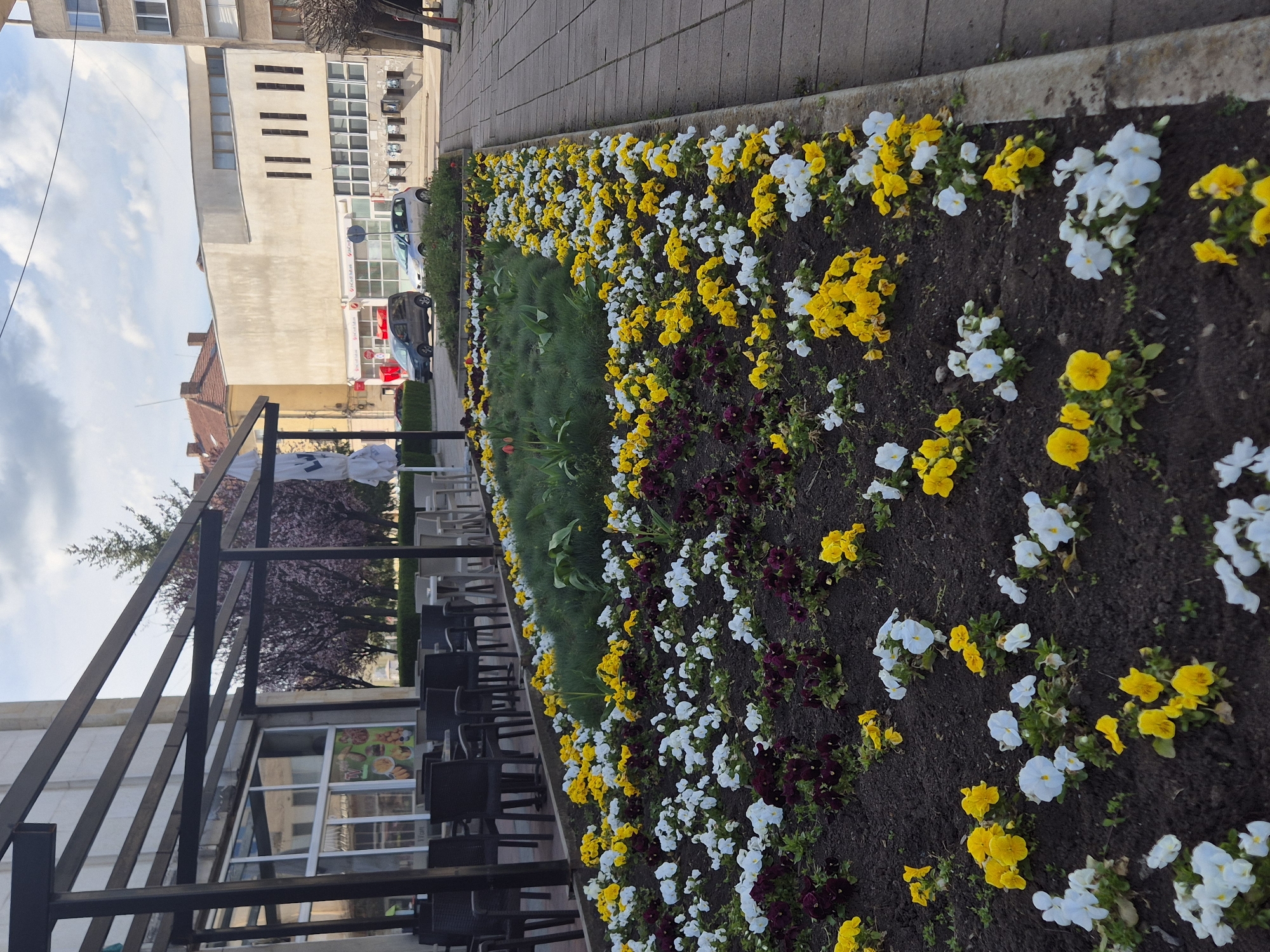 The image shows a flower bed with white, yellow, and purple flowers in Pavlikeni, Bulgaria. The flower bed is located along a sidewalk. In the background are buildings, including one with multiple windows and a red sign. Chairs and tables are visible under a metal structure. The sky is partly cloudy. Cars are parked in front of one of the buildings.