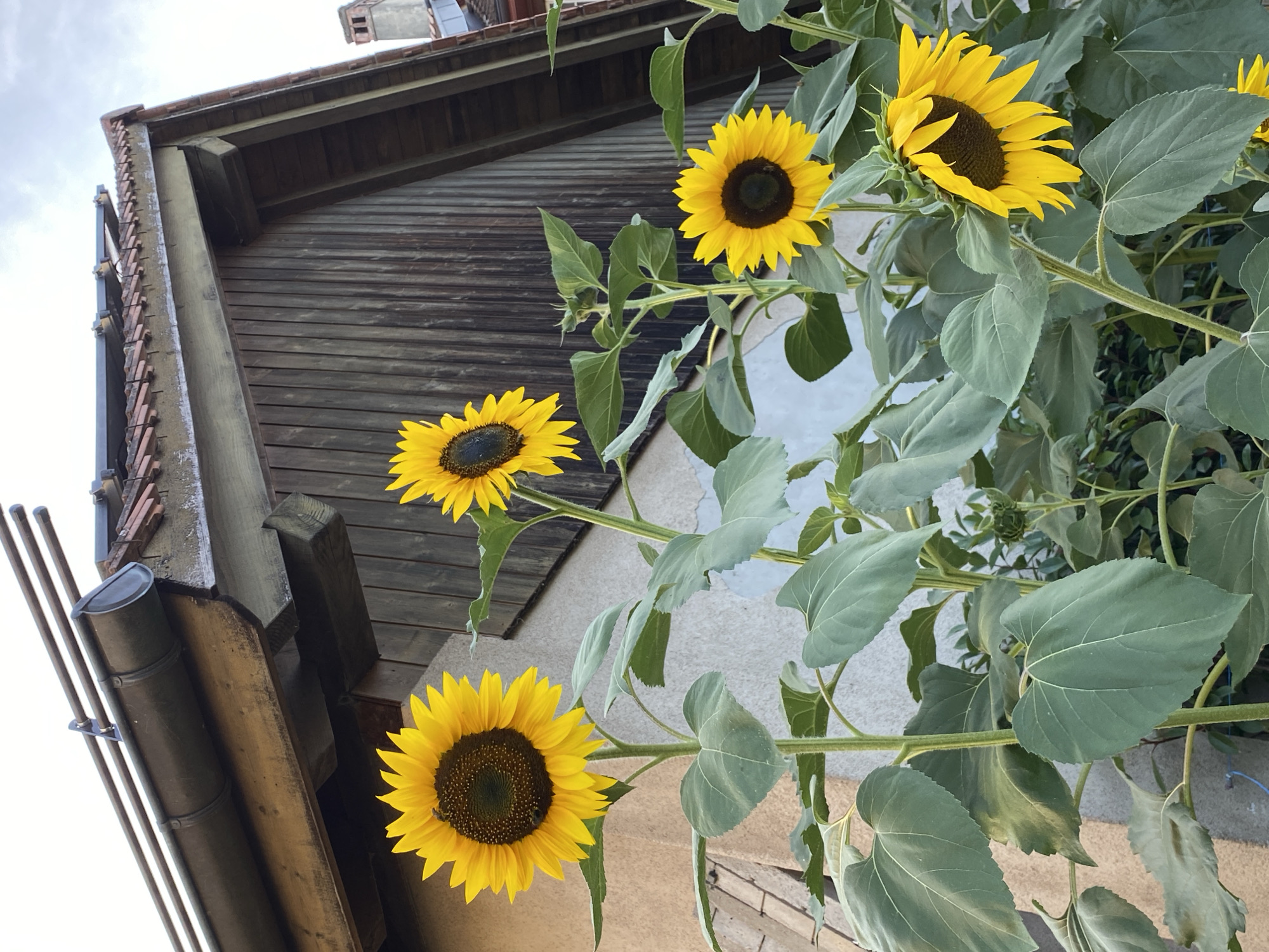 In Milvignes, Switzerland, a cluster of sunflowers with vibrant yellow petals and dark centers grows in front of a rustic wooden building. The building features a dark, weathered wooden facade and a brown tiled roof with exposed beams and gutters. The sky above is overcast. The sunflowers are of varying heights, with large, textured green leaves surrounding their sturdy stalks. One of the sunflowers in the foreground has a small bee visible on its face.