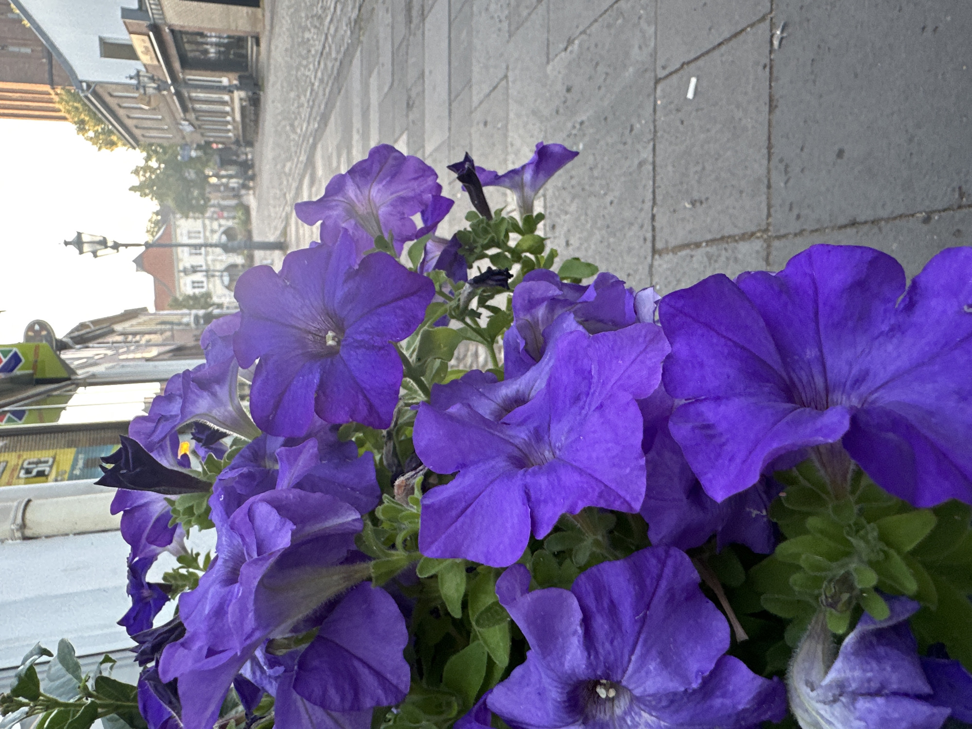 In Krefeld, Germany, on a cobblestone street lined with buildings and lampposts, a close-up shot focuses on a cluster of vibrant purple petunias in the foreground. The flowers, with their delicate petals and dark centers, dominate the left side of the frame. Behind them, the street recedes into the distance, showcasing the architectural style of the city with its brick buildings and tiled roofs. The lighting suggests it is either early morning or late afternoon, casting a soft glow over the scene.
