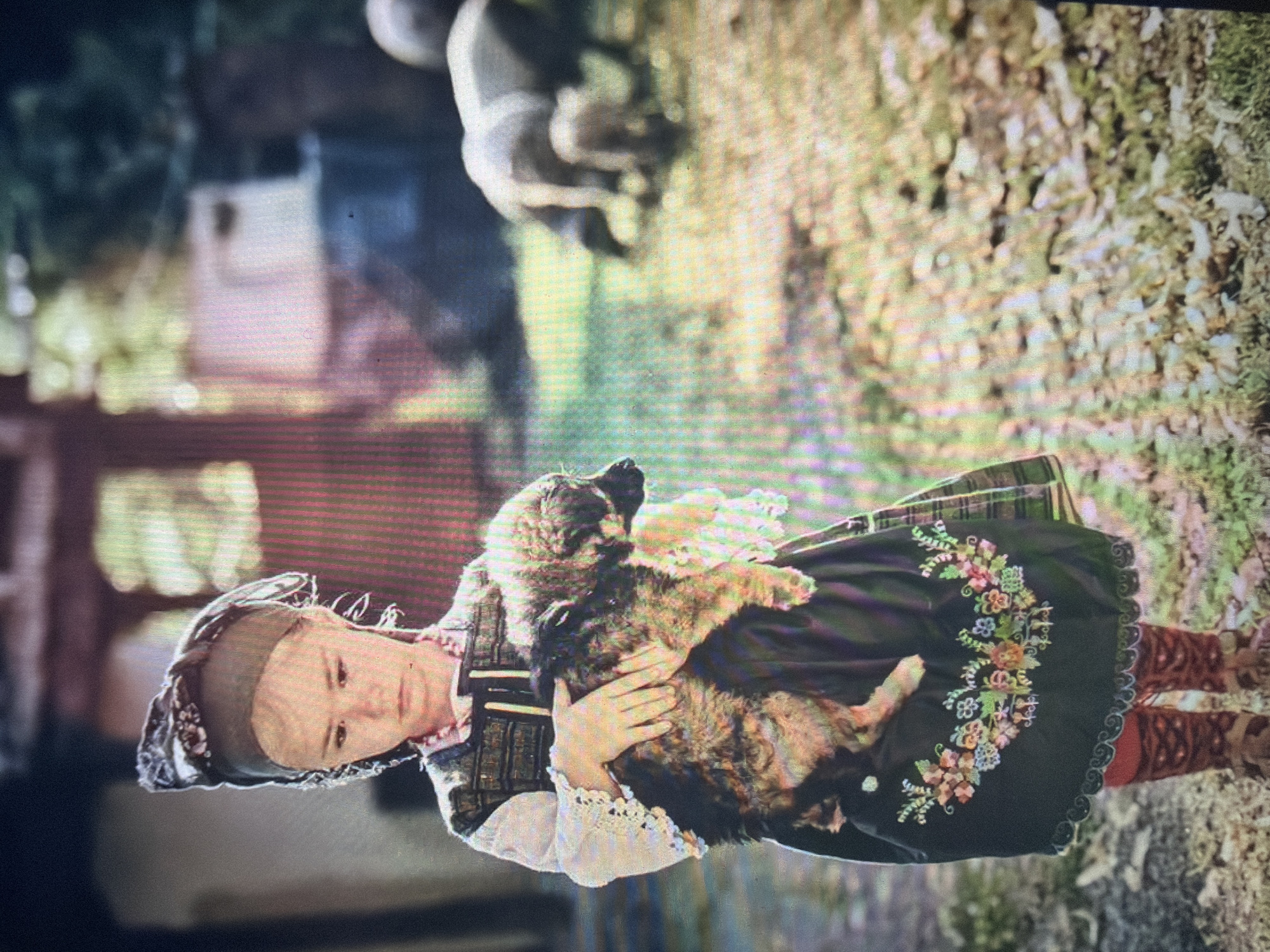 The image depicts a young child, likely a girl aged approximately 5-8 years, standing outdoors in what appears to be a rural or village setting in Shumen, Bulgaria. She is dressed in traditional attire, including a dark headscarf patterned with lighter motifs, a white long-sleeved blouse with lace-trimmed cuffs, a dark embroidered sleeveless vest, a dark skirt or apron with elaborate floral embroidery along the hem in various colors (pink, blue, green, orange, yellow), and red tights beneath. She wears dark, possibly traditional, footwear.
The child holds a small, shaggy, multi-colored dog or puppy in her arms, facing towards the viewer's left. Her gaze is directed downwards, giving her a somber or contemplative expression.
In the background, on the far left, a light-colored building with a darker door or window frame is partially visible. The ground immediately around the child is a mix of sparse grass and dry earth. Further into the background on the right, several pigs (at least one adult and two smaller piglets) are visible, grazing or foraging on a patch of ground that transitions from dry earth to greener vegetation. The overall environment suggests an outdoor area, possibly a farmyard or a village common, under natural light.