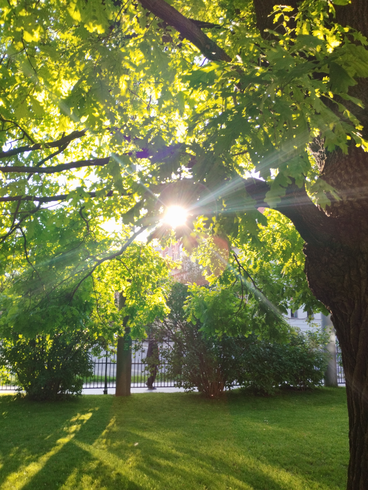 The image depicts a park or garden area in Saint Petersburg, Russia, during daylight. The foreground is dominated by a well-maintained green lawn, on which dappled sunlight casts long shadows from the surrounding trees. In the mid-ground, there are several bushes and a dark metal fence. Behind the fence, a building with white walls and windows is visible, suggesting an urban setting. The most prominent feature is a large tree with lush green leaves occupying the right side and upper portion of the frame. Sunlight streams through the leaves, creating a lens flare effect and illuminating the scene with a warm glow. The overall impression is one of a peaceful, sunlit outdoor space.