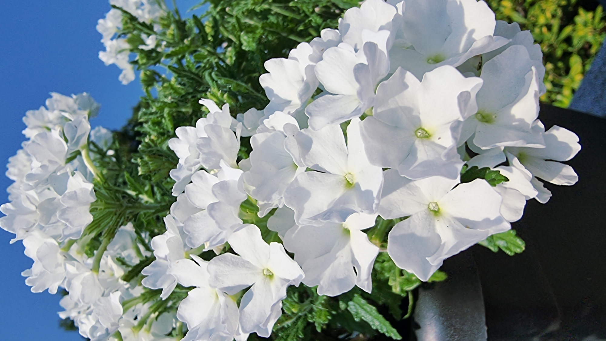 A close-up, low-angle shot captures a dense cluster of small, white verbena flowers against a vibrant blue sky. The flowers, with their delicate, ruffled petals, are in full bloom and appear lush and healthy, with some green foliage visible among them. The lighting suggests a sunny day, casting subtle shadows on the petals. The image is taken outdoors, likely in a garden or park setting, possibly in La Canya, Spain, given the clear blue sky often associated with the region. No people or specific landmarks are visible, the focus being solely on the natural beauty of the flowers.