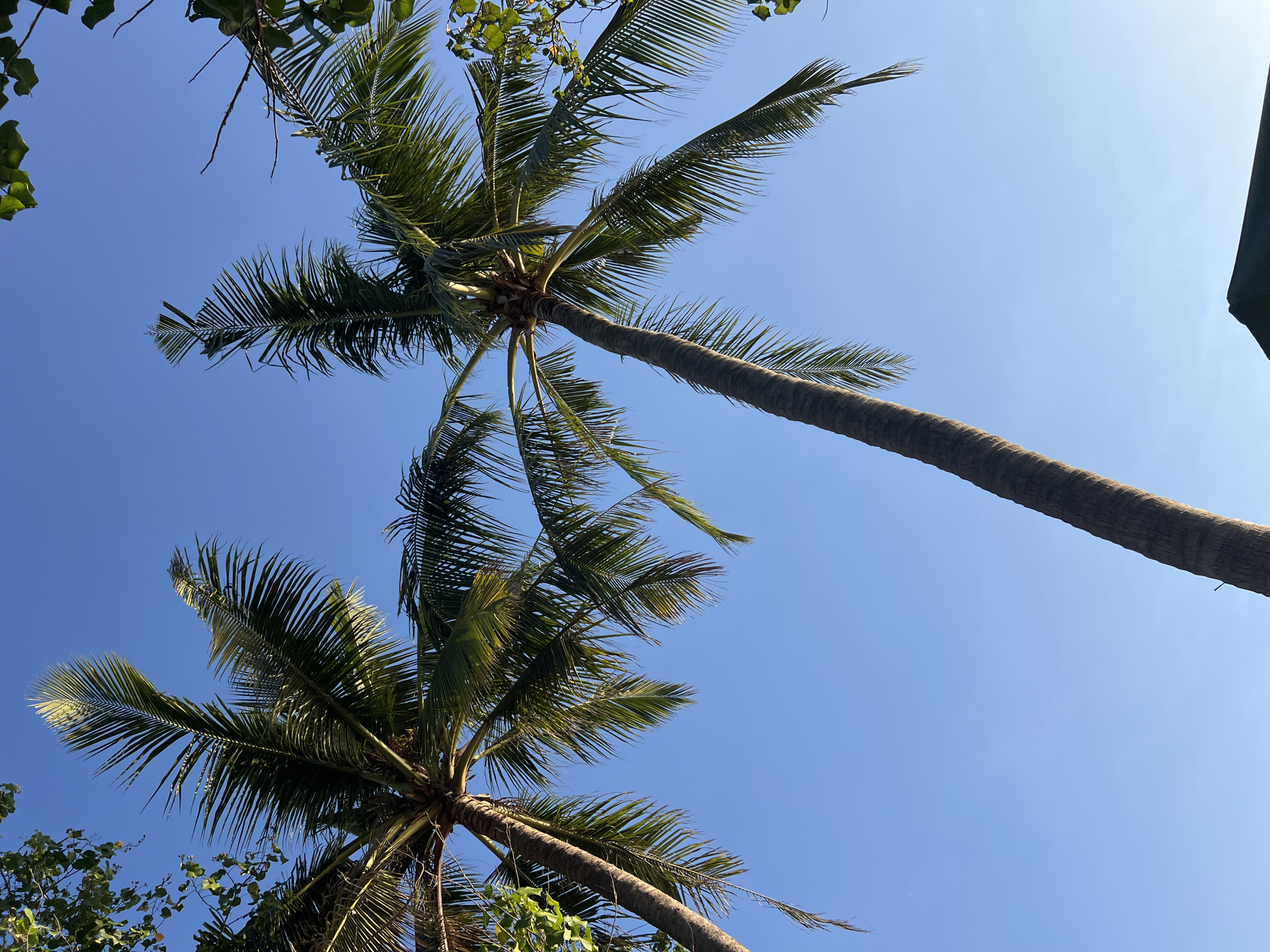 The image shows two tall palm trees against a clear blue sky. The palm trees are in the foreground, and their fronds extend upwards and outwards, partially obscuring the sky. The trunks of the palm trees are thick and textured. In the lower right corner, a dark, angular structure, possibly a roof, is visible. The image appears to have been taken from a low angle, looking up at the palm trees. The scene is likely a tropical or subtropical location, given the presence of palm trees. While Kuta, Indonesia is mentioned, there are no specific visual cues in the image to confirm this location.