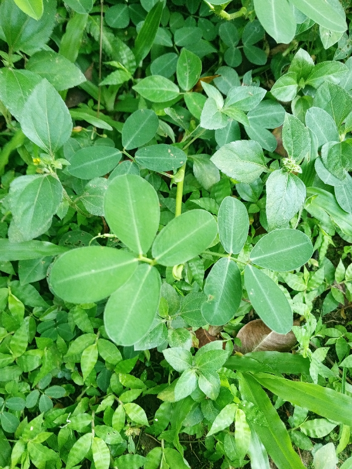 Lush greenery dominates the frame. Prominent are three distinct clusters of four-leaf plants, their leaves smooth and rounded, radiating from central stems. These are interspersed with other varieties of green foliage, some with smaller, more numerous leaves. The overall effect is dense and vibrant, capturing a patch of thriving ground cover. A single brown leaf lies partly concealed amid the verdant scene.
