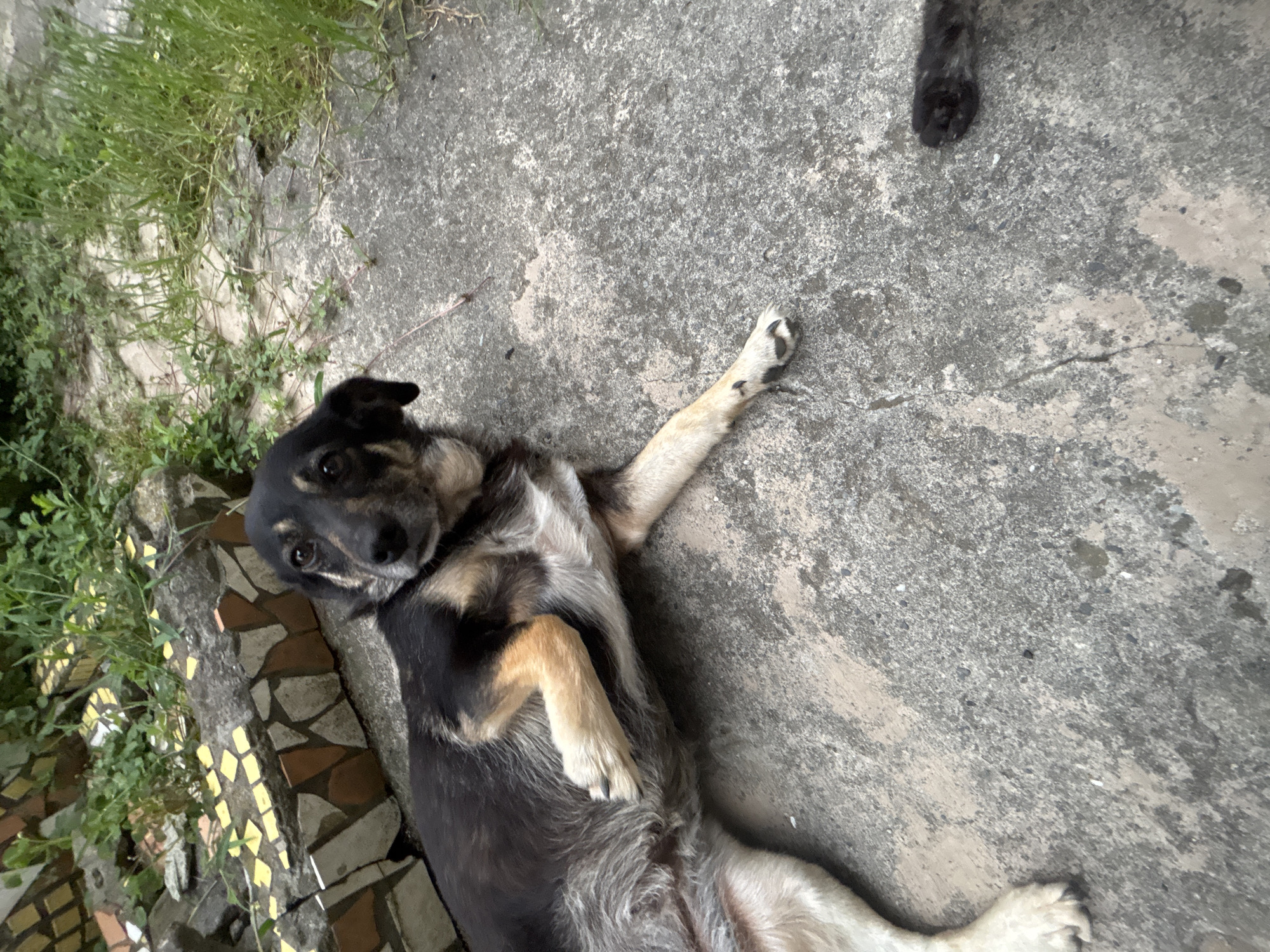A medium-sized dog with black and tan fur is lying on a concrete surface, with its body angled towards the right of the frame. The dog is looking upwards and to the left, with its front paws crossed over its chest. In the background, there is a low wall made of stone and decorated with colorful mosaic tiles. Green vegetation and grass are visible behind the wall. A small portion of another animal, possibly a cat, is visible in the bottom right corner of the frame.