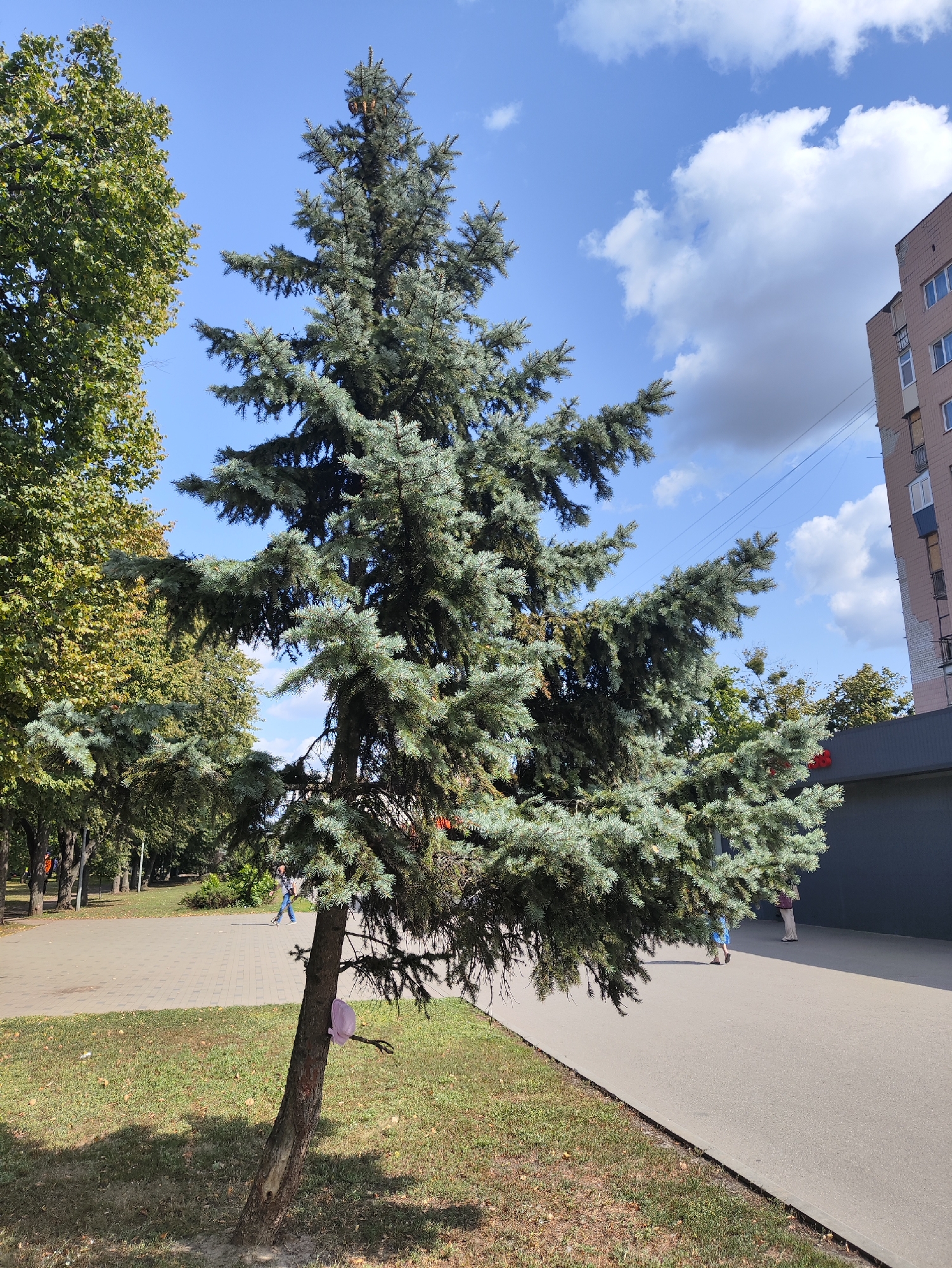 The image depicts an outdoor scene on a sunny day with a clear blue sky and scattered white clouds. In the foreground, a tall, mature blue spruce tree with dense, grayish-green needles stands prominently. A thin, pink plastic bag is tied to a low branch of the spruce tree. To the left of the spruce, another large tree with green foliage is partially visible. A paved walkway extends from the lower left to the right side of the image, bordered by a grassy area. Further in the background, other trees and a multi-story residential building with a pinkish-brown facade and white-framed windows are visible. Several individuals are walking on the paved walkway in the distance. The environment appears to be a public park or urban green space, possibly in Kharkiv, Ukraine.