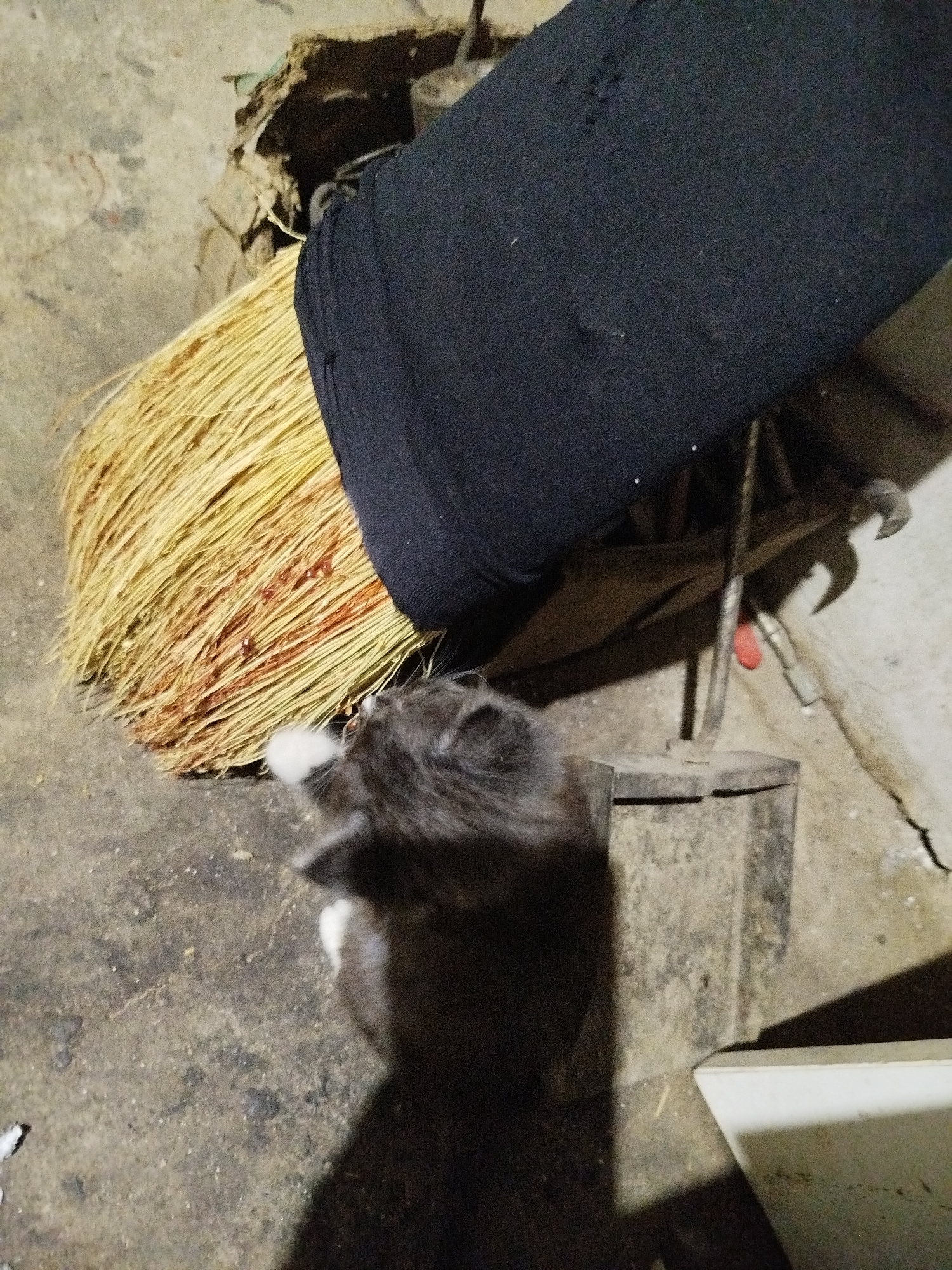 In a dimly lit, concrete-floored room in Kryvaselski rural council, Belarus, a kitten with grey and white fur sits near a broom with yellow straw bristles. The broom appears to have red stains on its bristles, possibly blood. A portion of dark fabric, possibly a sleeve or garment, covers the top of the broom. In the background, various metal objects and what appears to be a broken piece of wood or cardboard are visible. A portion of a white object is also in the lower right corner of the frame.