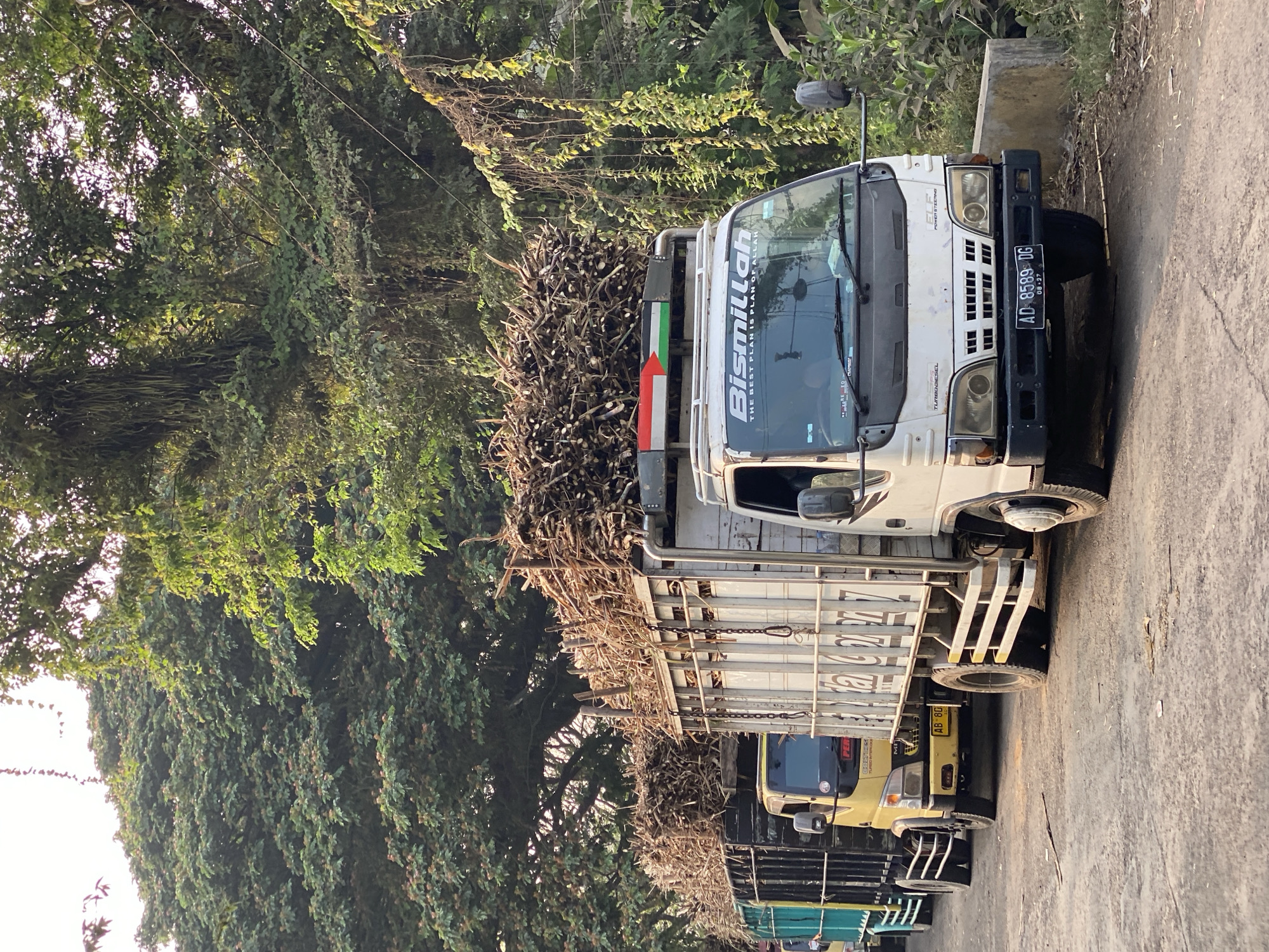 In Kasihan, Indonesia, a convoy of trucks loaded with sugarcane stalks is captured on a dusty, unpaved road lined with lush green trees. The lead truck, a white Isuzu Elf, is prominent in the foreground, its windshield displaying the text "Bismillah, The Best Plan is Plan of Allah" in white lettering. The truck's license plate reads "AD 8589 DG 08-27". A Palestinian flag-like emblem is visible above the windshield. Following closely behind are other trucks, including a yellow truck with a license plate starting with "AB 80". The trucks are packed high with harvested sugarcane, its dry, fibrous stalks forming a dense, uniform layer. The surrounding environment is dense with foliage, with large trees creating a canopy overhead. The light suggests it is either early morning or late afternoon, casting long shadows and illuminating the scene with a warm glow. The road appears to be a rural or semi-rural route, likely leading to a processing facility.