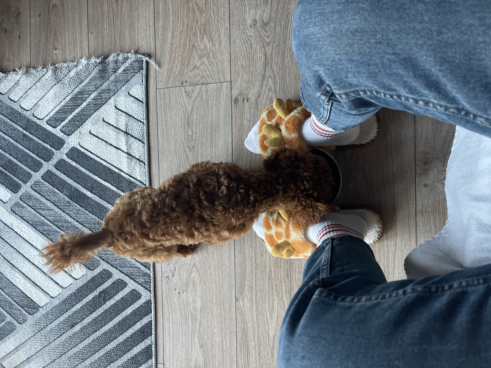 A top-down shot shows a brown poodle eating from a bowl placed between a person's feet. The person is wearing blue jeans, white socks with red stripes, and giraffe-themed slippers. The scene is set on a light-colored wooden floor, with a gray and white geometric patterned rug visible in the corner. No indicators identify the location as Sofia, Bulgaria.