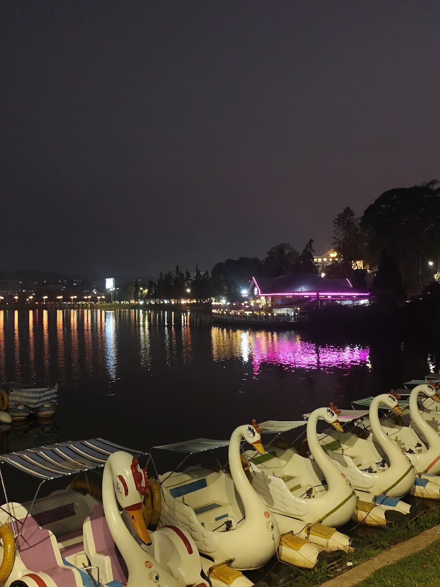 The image depicts a nighttime scene at Xuan Huong Lake in Da Lat, Vietnam. The foreground features a row of swan-shaped pedal boats moored along a grassy bank adjacent to a concrete walkway. At least six boats are visible, primarily white with yellow beaks, some displaying reddish-brown head accents. Several boats are equipped with striped canopies (blue, white, and beige). One boat on the far left exhibits purple and white stripes. The dark lake surface in the midground reflects a multitude of artificial lights from the opposite shore, including dominant orange, white, and vivid magenta hues. In the background, a multi-story building with a distinctive roofline and vibrant magenta perimeter lighting stands prominently across the water, casting the significant magenta reflection. Other illuminated structures and dense tree cover are visible along the distant shoreline beneath a dark, clear night sky. No individuals are present within the frame.