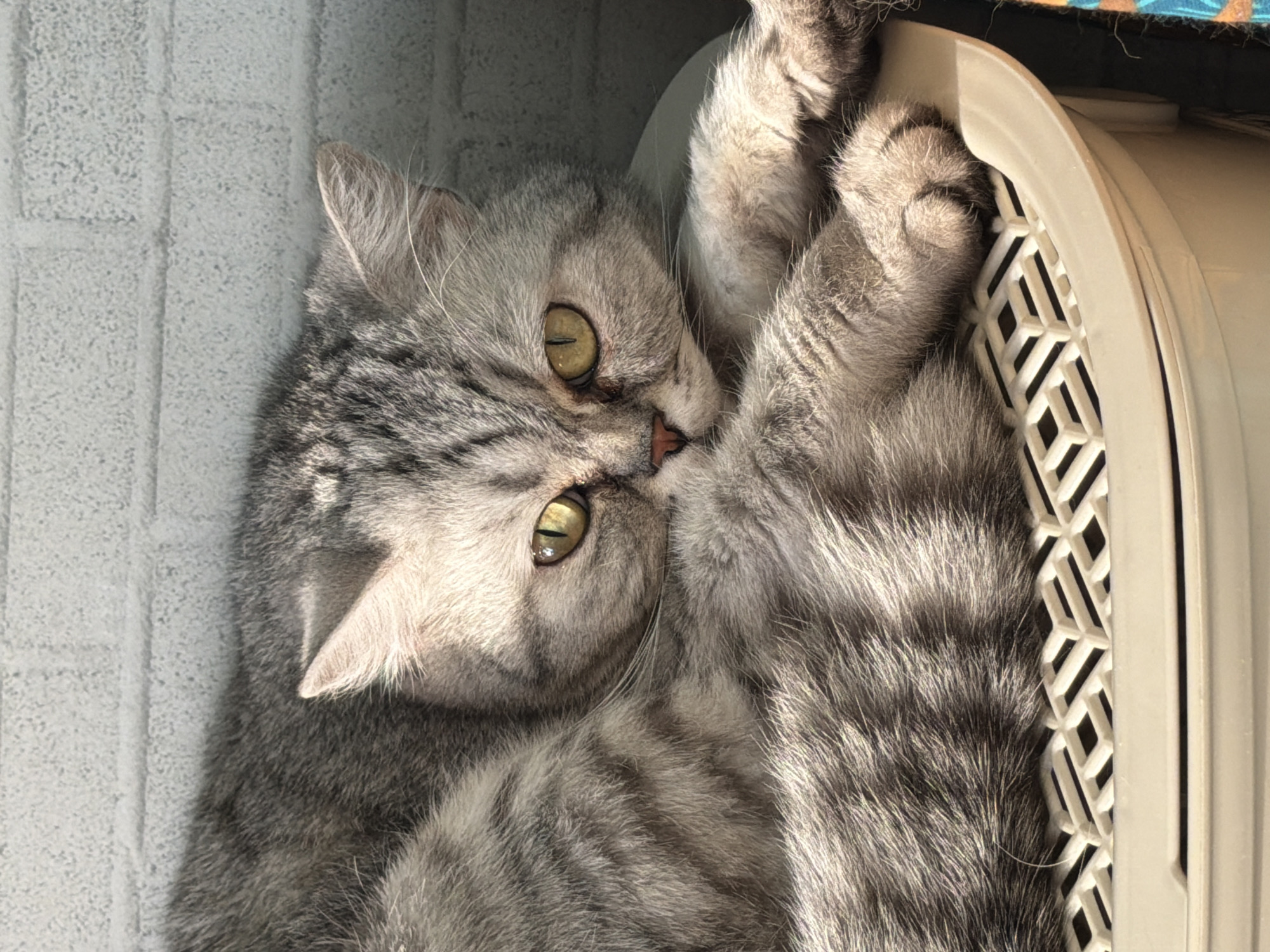 A grey tabby cat is curled up in a light tan plastic basket. The cat's head is visible, with its eyes open and looking towards the viewer. The cat's paws are resting on the edge of the basket. The basket is located indoors, next to a textured, light-colored wall. The location in the city of Chaikovsky, Russia, cannot be verified from the image.