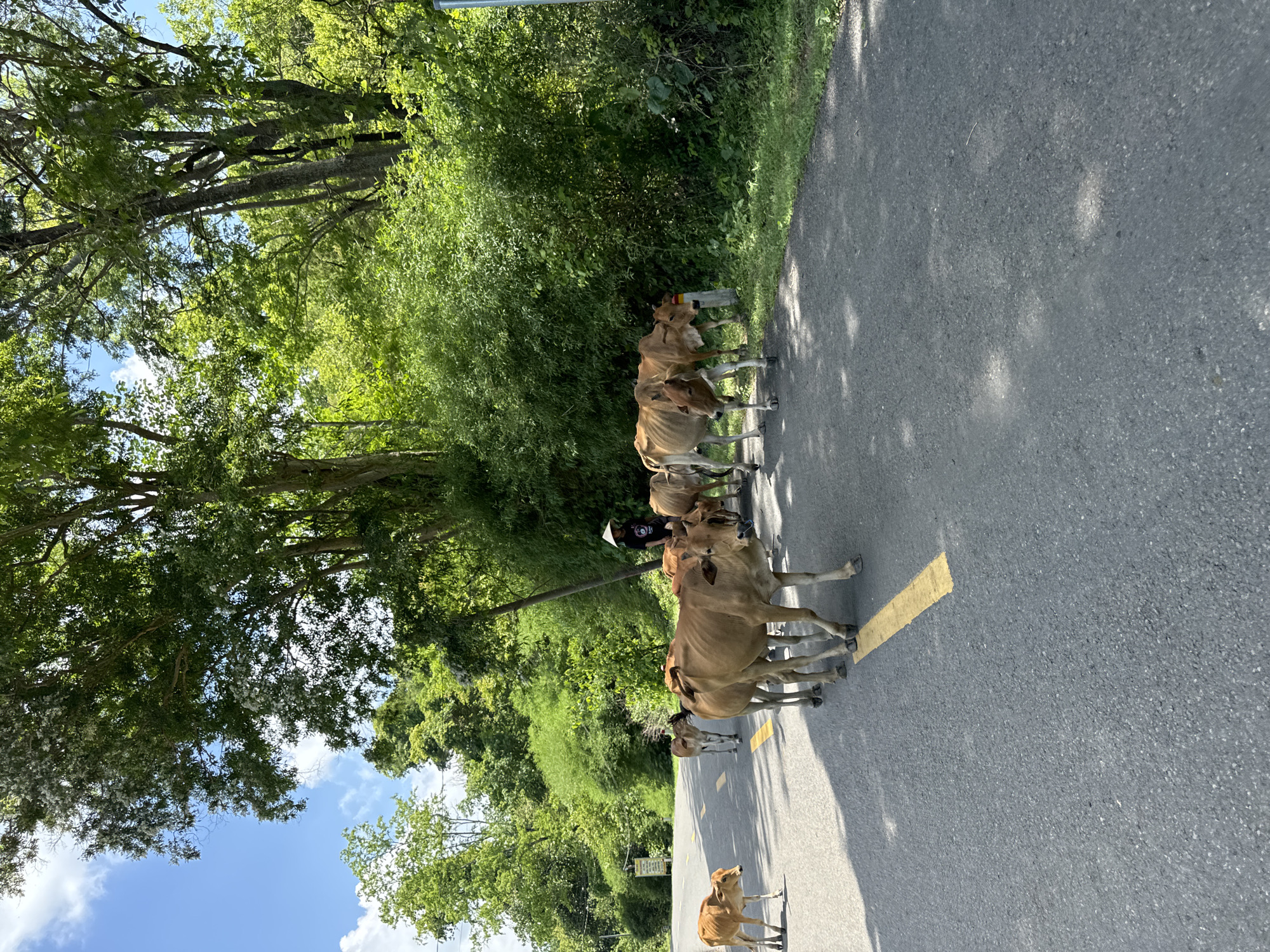 A herd of brown cows is walking along a paved road in a rural area. The cows are of varying sizes, with some appearing to be calves. One cow in the foreground is looking directly at the camera. A person wearing a conical hat and dark clothing is walking behind the cows, appearing to herd them. The road has a yellow dashed line marking the center. The surrounding environment is lush and green, with dense trees and foliage on either side of the road. The sky is blue with some white clouds. The lighting suggests it is daytime, with sunlight casting shadows on the road. The image appears to be taken in Ham Thuan Bac, Vietnam, a region known for its agricultural landscapes.