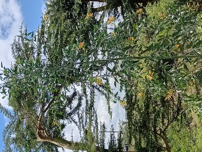 The image shows a tall, slender tree with long, narrow leaves and yellow flowers in bloom. The tree is located in a wooded area with other trees and foliage in the background. The sky is partly cloudy. The coordinates provided indicate a location in Mlolongo, Kenya.