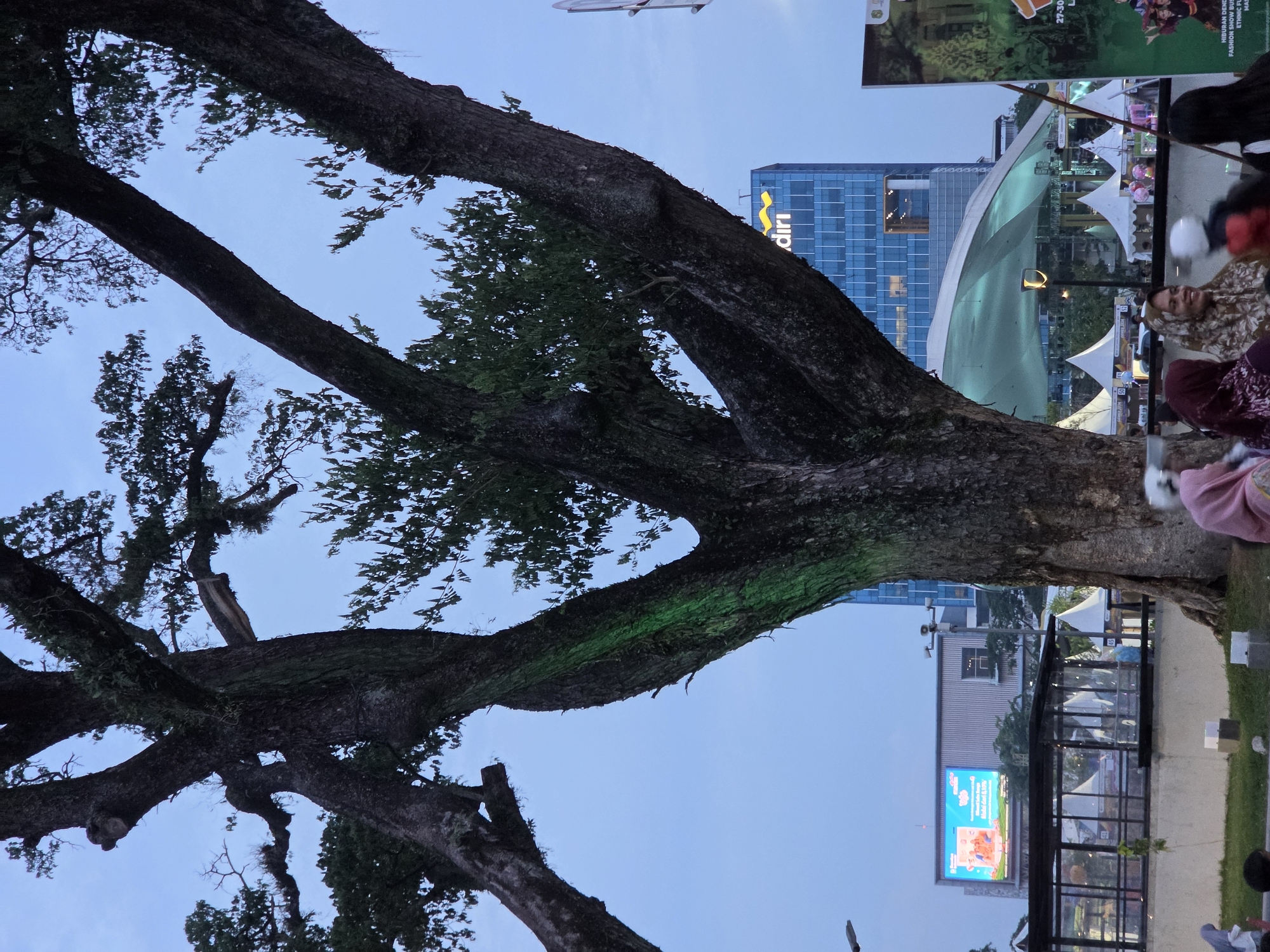 In the city of Medan, Indonesia, a large, old tree with dark, textured bark dominates the foreground of the image, its branches sprawling upwards against a dusky blue sky. A strip of vibrant green light is cast on the trunk of the tree. Behind the tree, a modern, blue-glass building with the yellow "Mandiri" logo is visible, indicating a financial institution. Further in the background, a large digital billboard displays a bright, colorful advertisement. Beneath the billboard, a temporary outdoor event space is set up with white tents and a large, illuminated canopy. People, mostly women wearing headscarves, are seated and interacting in the foreground, some partially visible. The scene appears to be a public gathering space in the city, possibly during an evening event.