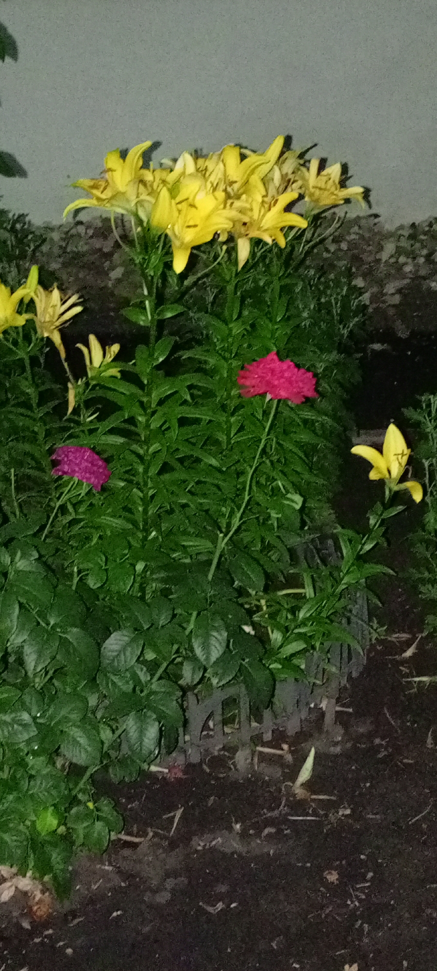 The image shows a garden bed with several types of flowers and foliage. Prominently featured are bright yellow lily-like flowers in the upper portion of the frame, with numerous green leaves and stems forming a dense background. Two smaller, vibrant pink flowers are visible mid-ground, one on the left and another on the right, with their petals appearing ruffled. A single yellow flower with pointed petals is also present on the far right. The ground is dark and appears to be soil, with a low, dark-colored decorative fence or border visible along the bottom. The lighting suggests it might be evening or night. The image is undated and unlocated.