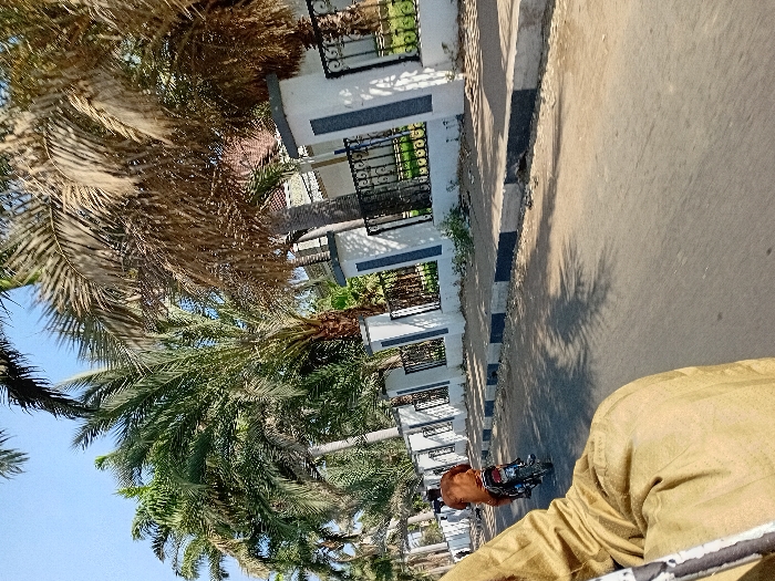 The image depicts a daytime street scene in Sharada, Nigeria, from the perspective of a moving vehicle. The immediate foreground shows a portion of a person's light brown or khaki-colored garment. An asphalt road, displaying tire marks and distinct shadows from palm fronds, occupies the center and lower-left. A black and white painted concrete curb borders the right side of the road, separating it from a sidewalk or paved area. Beyond the curb, a long, white stucco wall with black ornate metal fencing runs parallel to the road, indicating a property boundary. A dense line of mature palm trees with both green and brown fronds grows along the right side, behind the wall.
Ahead of the viewer, a single individual wearing a reddish-brown long-sleeved garment is operating a dark-colored motorcycle, traveling in the same direction on the right side of the road. No helmet is discernible on the motorcyclist. Further in the distance, on the left side of the road, at least two other figures in lighter attire are visible, appearing to be walking or standing. The sky above is clear and light blue, indicating bright daylight.