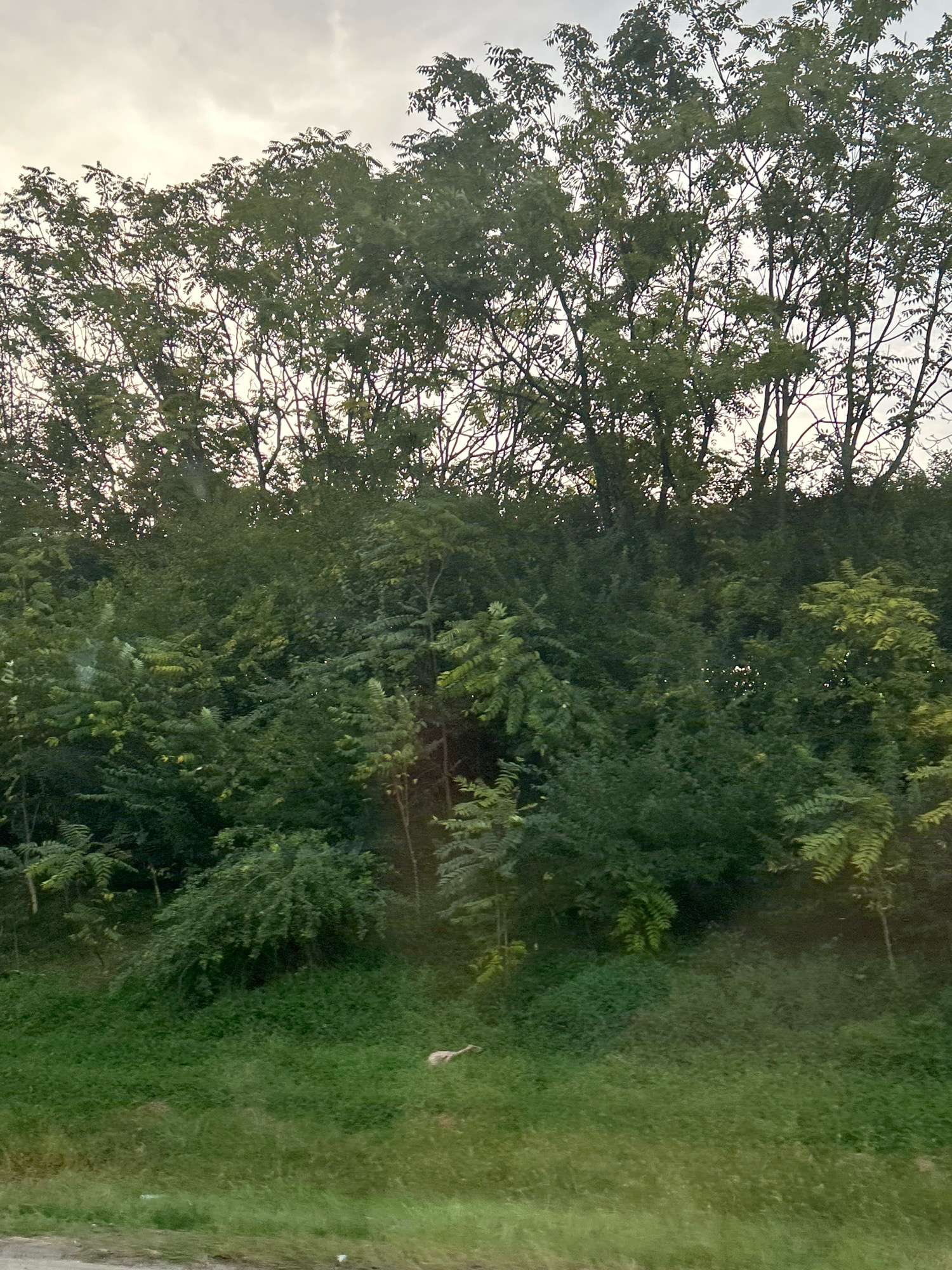 The image depicts an outdoor scene dominated by lush green foliage. A dense growth of trees and underbrush covers a sloping hillside. In the foreground, there is a patch of green grass, and a light-colored object, possibly a piece of debris or a small animal carcass, lies on the grass towards the right side of the frame. The sky above is overcast with clouds. The scene appears to be located in Collier Township, USA, based on the provided context.