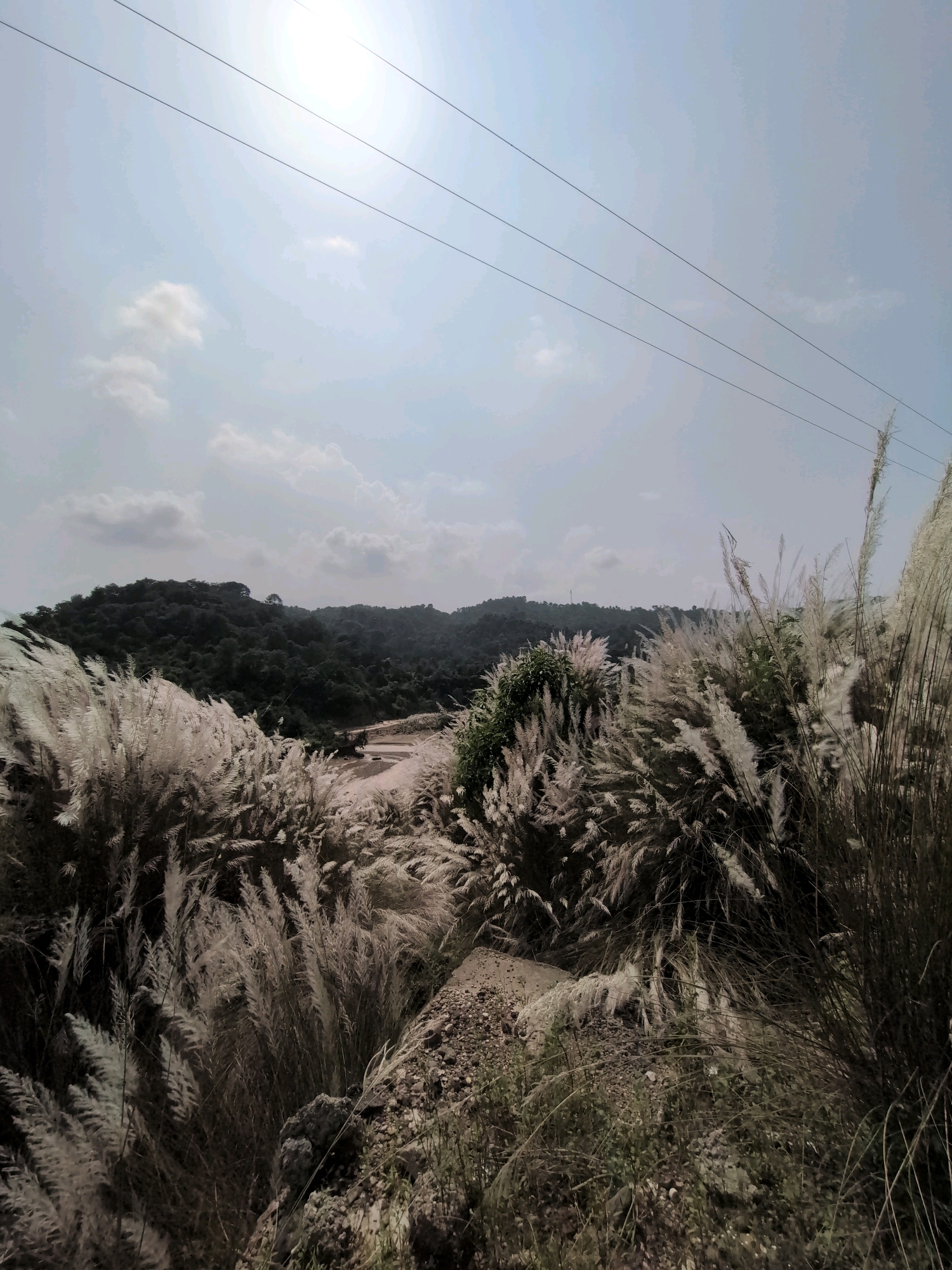 This image depicts a scenic landscape in Jaanta, India, dominated by tall, feathery white reeds in the foreground. The reeds sway in the breeze, creating a dynamic and textured effect. Behind them, a verdant, rolling hillside covered in dense green trees stretches across the middle ground. The sky above is a pale blue with scattered, wispy clouds and the bright glare of the sun, partially obscured. Four dark, parallel power lines traverse the upper portion of the frame, suggesting the presence of infrastructure near this natural setting. The terrain in the foreground appears rocky and uneven, with patches of dry earth and sparse vegetation interspersed with the reeds. The overall impression is one of a tranquil, natural environment with a hint of human presence due to the power lines.