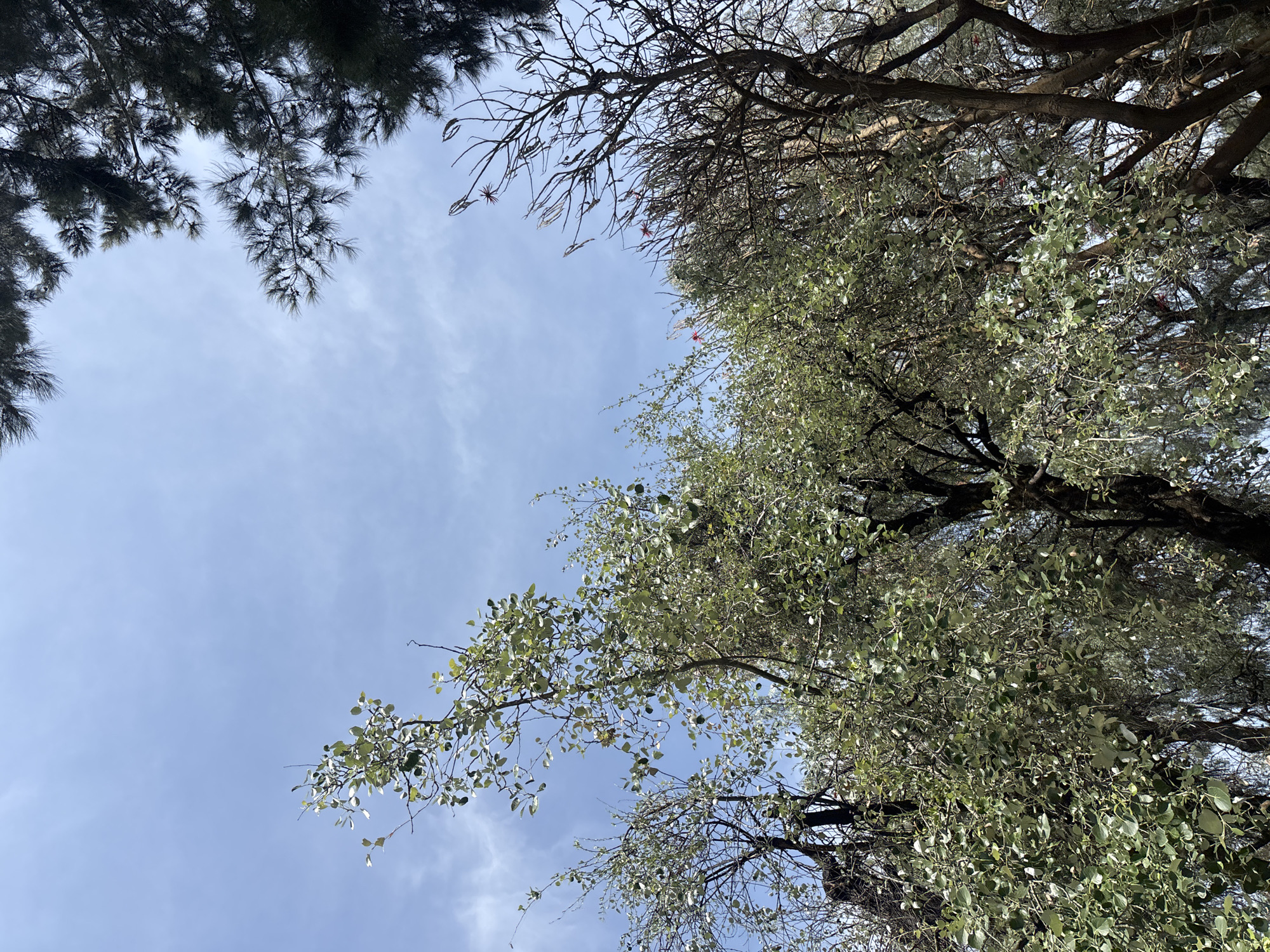 Looking up at the sky in San Andrés Cholula, Mexico, the view is framed by trees. On the upper left is a dark green tree with needles. On the right are trees with light green leaves. The sky is a light blue with thin white clouds.