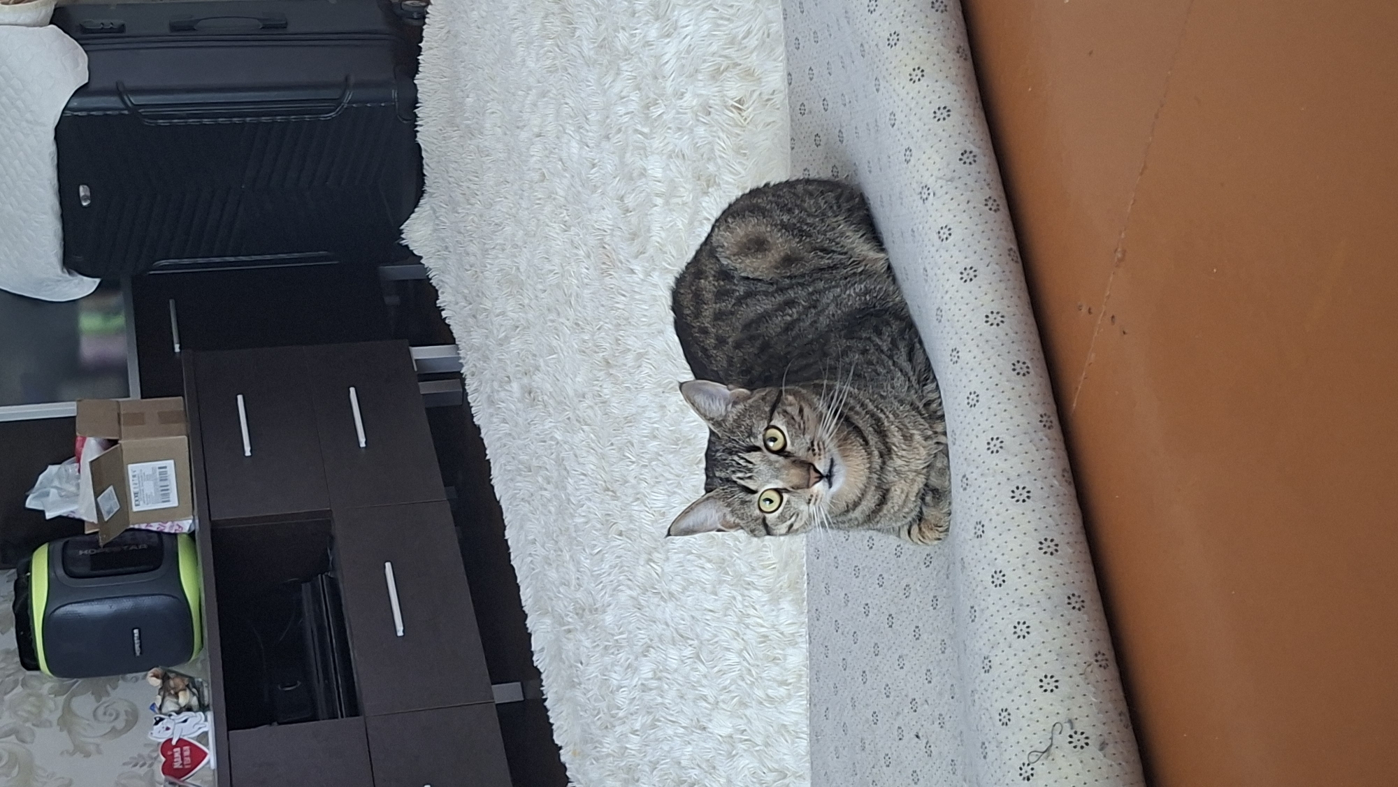 A tabby cat with green eyes is resting on a rolled-up rug. The cat is in the foreground, facing the camera. The rug is light gray with a pattern of dark gray floral shapes. Behind the rug is a shaggy white rug, and further back is a dark brown dresser with drawers. On top of the dresser are a black and green cylindrical object, a cardboard box, and other small items. To the right of the dresser is a large black suitcase. The scene appears to be indoors. This image was taken in the city of Myadzyel, Belarus.