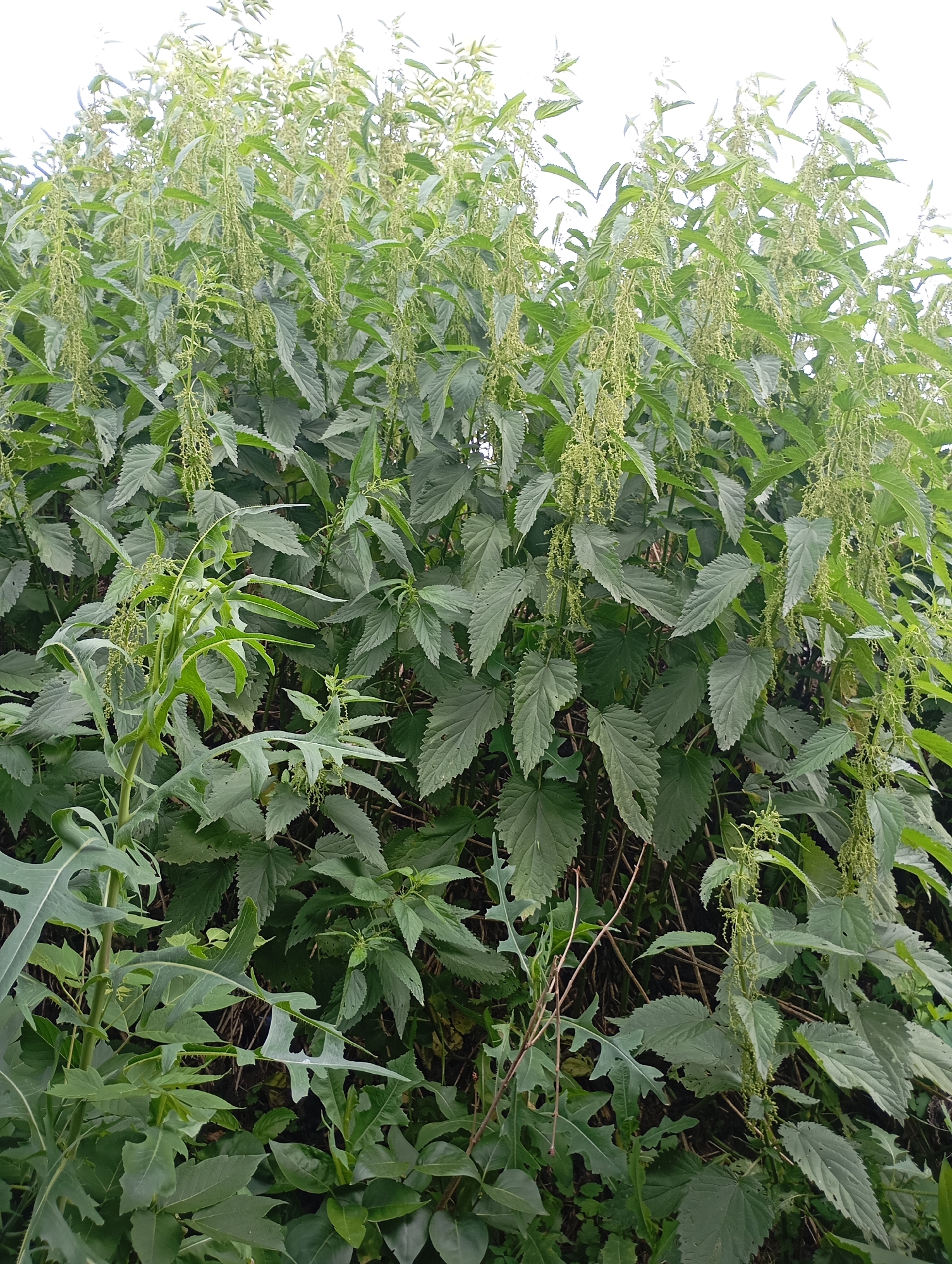 This image shows a dense patch of nettles with their characteristic serrated leaves and hanging flower clusters. The plants are green and appear to be growing in an outdoor environment, possibly in a natural or overgrown area. The background is filled with more of the nettle plants and some other greenery, suggesting a wild or uncultivated setting. The lighting appears to be overcast, as there are no strong shadows. The image does not contain any people or human activity. There is no specific information in the image that indicates its location in Krasnoarmeysk, Russia.