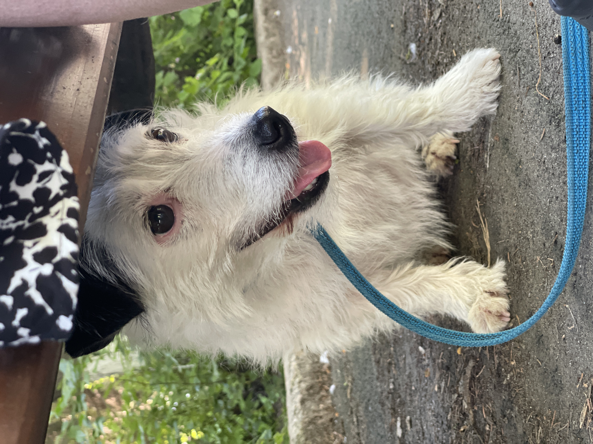A medium shot captures a scruffy, white terrier mix dog sitting on a gray, asphalt-like surface. The dog is looking to the right with its mouth open, tongue lolling out, and appears to be panting. A thick, blue rope leash is draped around its front paws and extends out of frame to the bottom left. The dog is positioned under a wooden structure, possibly a bench or table, with a portion of a black and white patterned fabric visible at the top of the frame. The background consists of blurred green foliage and a concrete curb. The lighting suggests an outdoor setting, likely during the daytime. There are no people clearly visible, though a human leg is partially seen on the right side of the frame, and the dog's leash implies human interaction. The overall scene is consistent with a dog resting under shade in an outdoor urban or park environment.