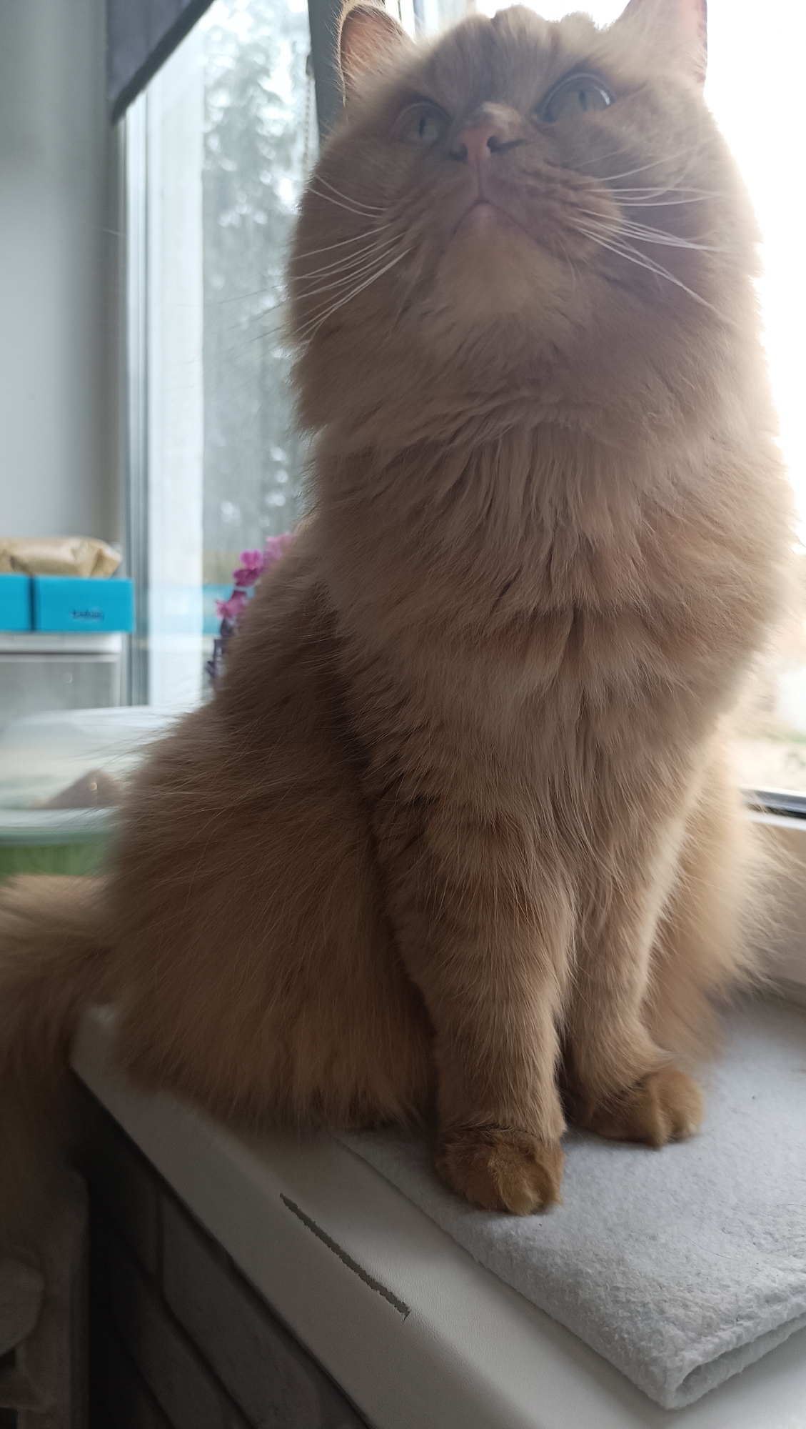 A fluffy, ginger cat is sitting on a windowsill, looking upwards and to the left. The cat's fur is long and dense, and its eyes are wide open. The windowsill is white and covered with a folded, light-colored fabric. Behind the cat, a window shows a blurred view of trees and the sky. There are also some blue boxes and a hint of pink flowers visible on the left side of the image. The lighting suggests it is daytime, with sunlight streaming in from the right. The image appears to be taken indoors, likely in a residential setting. The specific location within the city of Chaikovsky, Russia cannot be determined from the visual information provided.