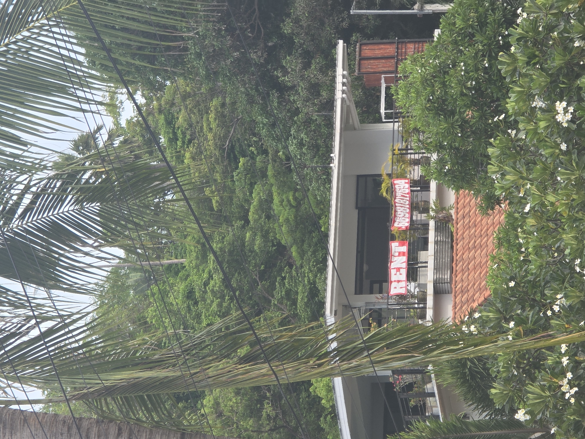 An outdoor shot shows a modern white building with a balcony on a hill with dense green trees in the background. Two red banners are hanging on the balcony, one saying "RENT" in white text, and the other with a phone number. There are also some potted plants on the balcony and a tiled roof on a lower part of the building. Lush green foliage and palm fronds are in the foreground. A few white flowers are visible amongst the green leaves. The image is taken from a slightly elevated perspective.