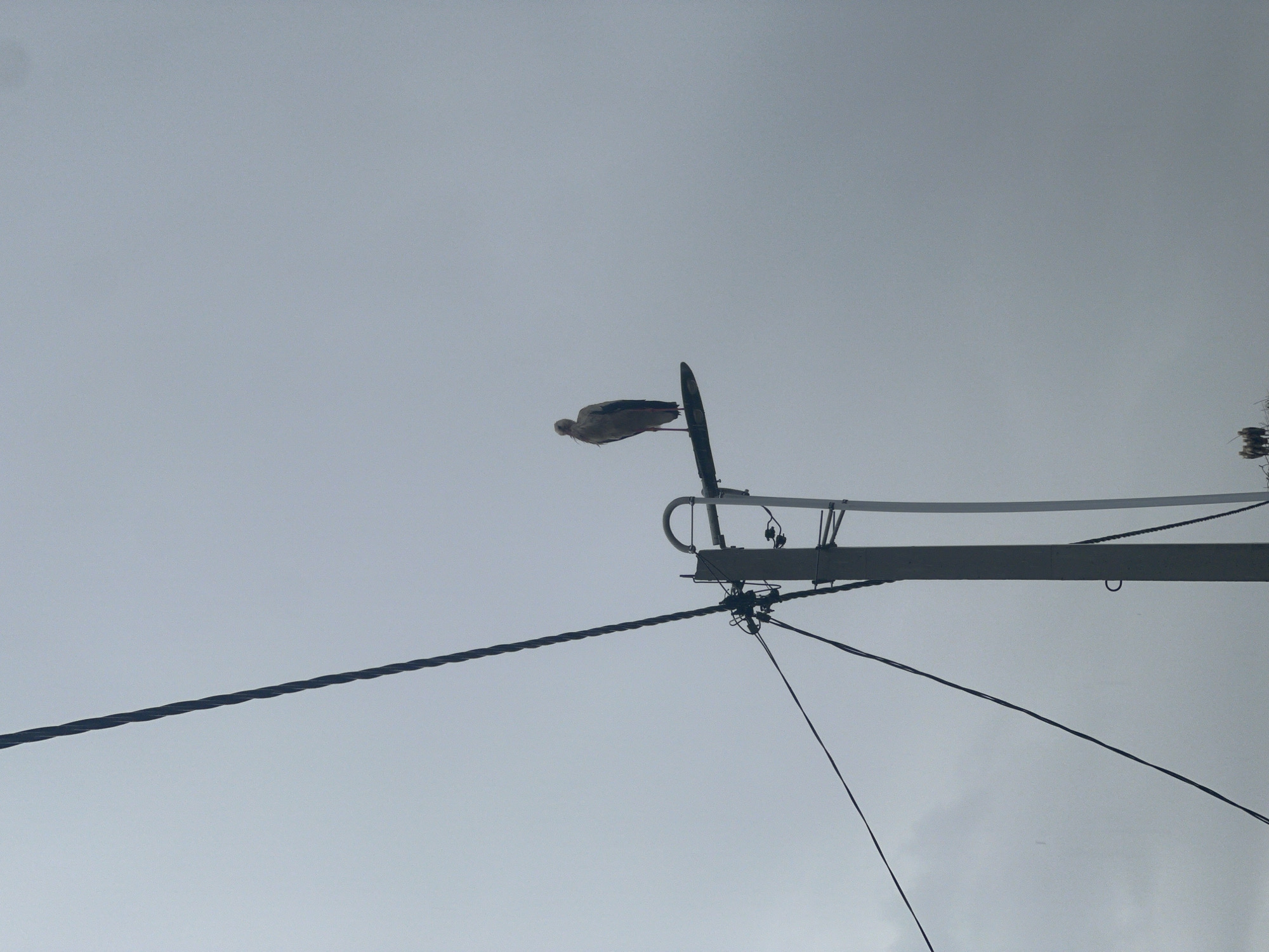 The image captures a cloudy, overcast sky with a view of a utility pole and wires. A single stork is perched on top of what appears to be a street lamp attached to the utility pole. In the lower right corner of the image, a faint cluster of what might be birds or structures is visible against the hazy sky. The overall scene suggests an outdoor, possibly rural or suburban, environment in Бучацінскі сельскі Савет, Belarus.