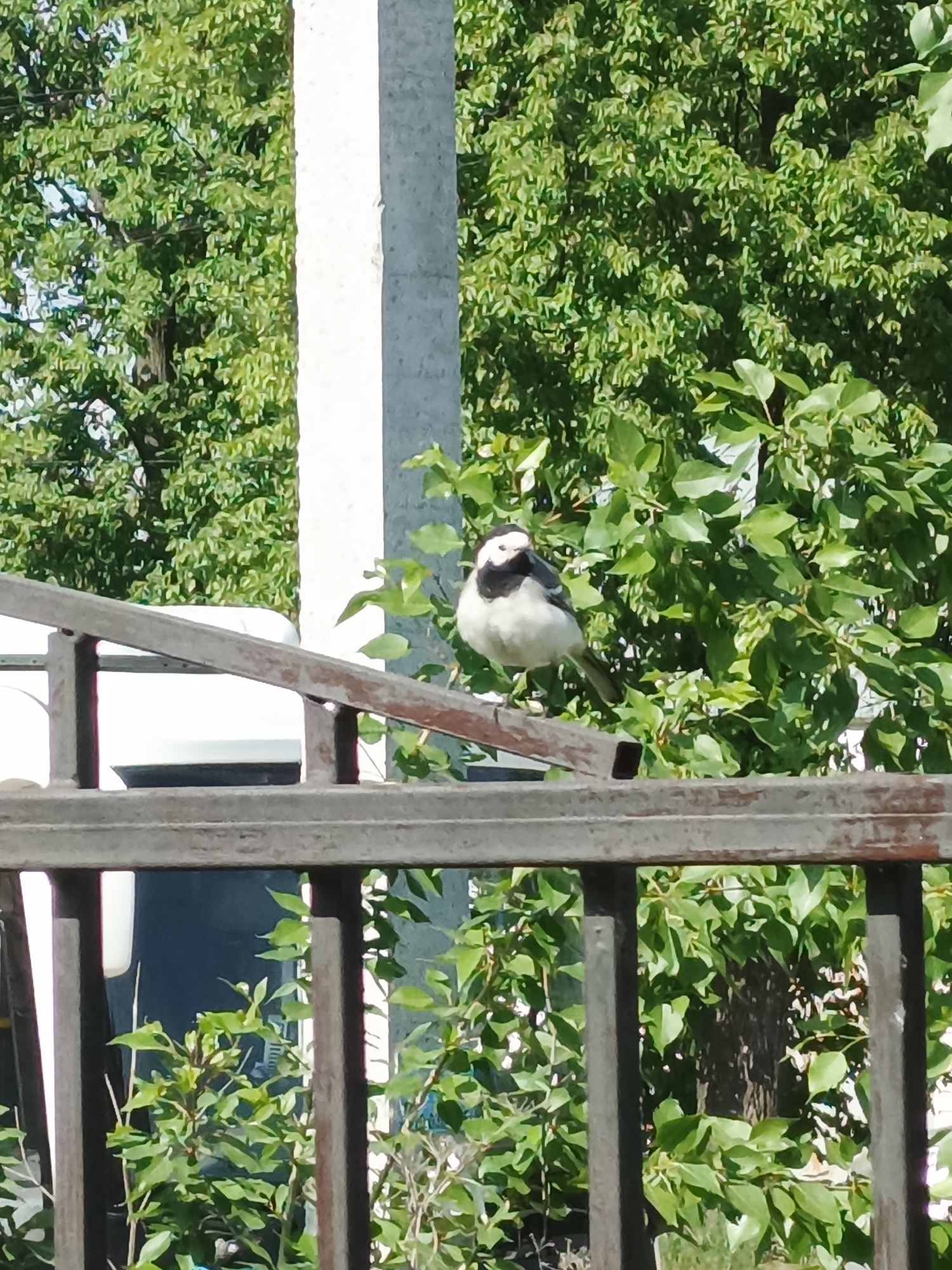 A medium shot captures a small bird with black and white plumage perched on a rusted metal railing. The railing, constructed of horizontal bars supported by vertical posts, runs across the middle ground of the image. The background is filled with lush green foliage from trees and bushes, providing a natural backdrop. Behind the railing and foliage, a utility pole is visible, adding an urban element to the scene. The photograph was taken in the city of Chaikovsky, Russia.