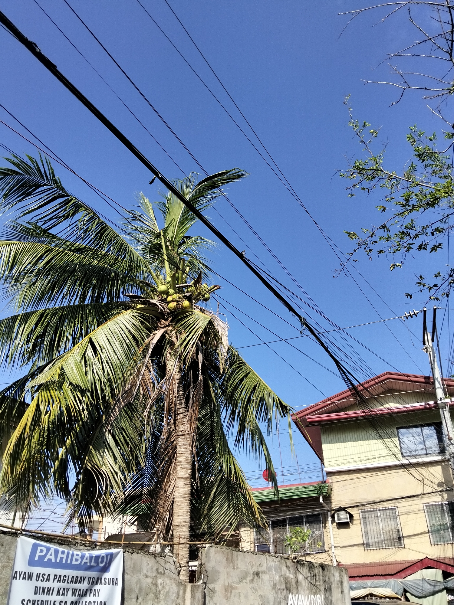 The image captures a clear blue sky above a street scene in Davao City, Philippines. A tall coconut tree with green fronds and several coconuts is prominent on the left, partially obscuring a weathered concrete wall. A white banner with blue text, reading "PAHIBALO!" and further text in what appears to be a Philippine dialect, is attached to the wall. Behind the tree and wall, a multi-story building with a beige and yellow facade and a reddish roof is visible, with multiple windows covered by metal bars. A network of overhead power lines crisscrosses the sky, connecting to a utility pole. The environment appears to be a typical urban setting with signs of ongoing construction or maintenance, given the presence of wires and building structures.