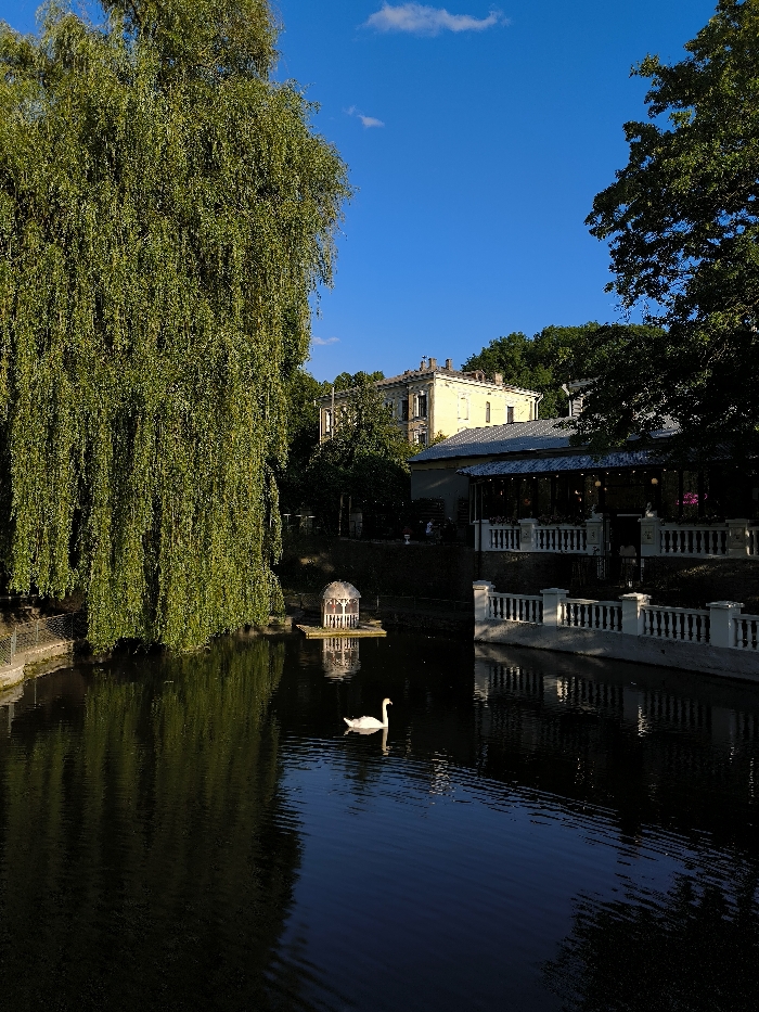 The image displays an outdoor scene at Swan Lake (Лебедине озеро) within City Park in Kamianets-Podilskyi, Ukraine. A dark, reflective body of water, likely a pond, occupies the foreground and central area. A single white swan is positioned centrally in the water, facing left, with its reflection visible below it.
On the left bank, a large weeping willow tree with dense, green foliage dominates the frame, extending from the upper-left corner down to and into the water, generating significant reflections. A dark fence or railing is partially visible along this bank. On the right bank, a white, classical-style balustrade railing borders a paved area or terrace. Behind this railing is a building, consistent with a restaurant, featuring large windows or open sections and a dark roof. Faint, dark, indistinct figures are visible within this structure or on its adjoining terrace, indicating human presence.
A small, white, multi-sided gazebo with a dark base is situated on a platform in the water, between the swan and the left bank, casting a clear reflection. In the background, behind the building on the right bank, a light-colored, multi-story building with dark window frames and a distinctive roof is visible, partially obscured by dense green trees. The terrain behind this structure rises and is covered in lush vegetation. The upper portion of the frame features a clear blue sky with a few sparse white clouds. The scene is illuminated by natural light, suggesting daytime conditions.