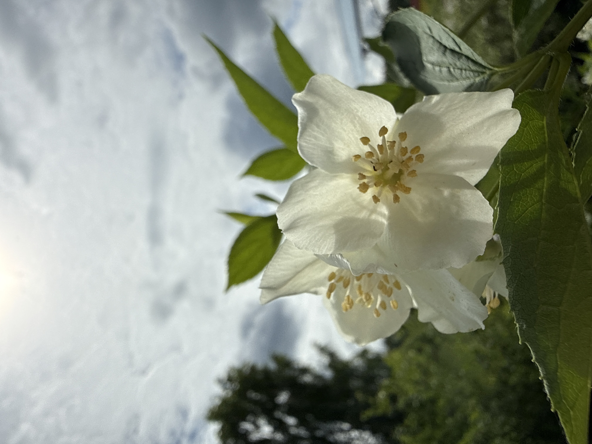 A close-up photograph captures two white jasmine flowers in the foreground, with their delicate petals and yellow stamens clearly visible. The flowers are illuminated by sunlight, which casts a soft glow on their surfaces. In the background, lush green foliage and a partially obscured tree suggest an outdoor setting. The sky above is filled with dramatic, gray clouds, with a bright patch of sun near the top center of the frame. The scene appears to be located in Zhigalki, Russia, a location known for its natural beauty and rural landscapes. The overall impression is one of serene natural beauty, with the stark contrast between the delicate flowers and the overcast sky creating a sense of depth and atmosphere.