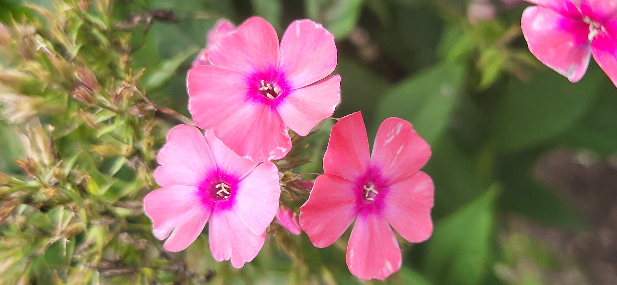 A close-up, vertical shot displays a cluster of three pink phlox flowers in the foreground, with a fourth flower partially visible in the lower right corner. The flowers are in focus, with their delicate petals and vibrant magenta centers. The background is a blur of green foliage and brown stems, suggesting an outdoor garden setting. The lighting is soft and natural, highlighting the textures and colors of the flowers. The image appears to be a macro photograph, emphasizing the intricate details of the blossoms. The overall impression is one of natural beauty and tranquility. The location is Unknown, Unknown.