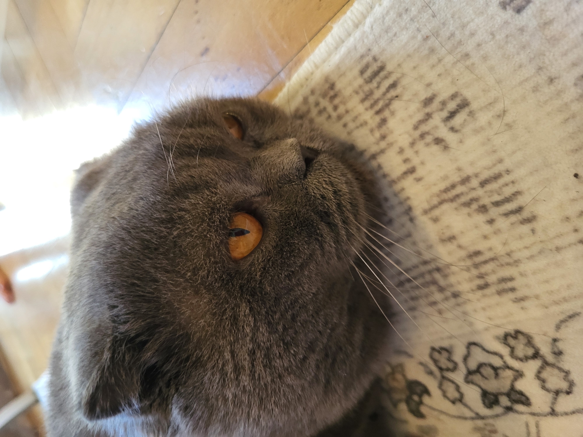 A grey cat with orange eyes is lying on a patterned rug next to a wooden floor. The cat is positioned at the bottom left of the frame and appears to be looking up. The rug has a floral design in dark colors. The wooden floor is visible at the top left corner.