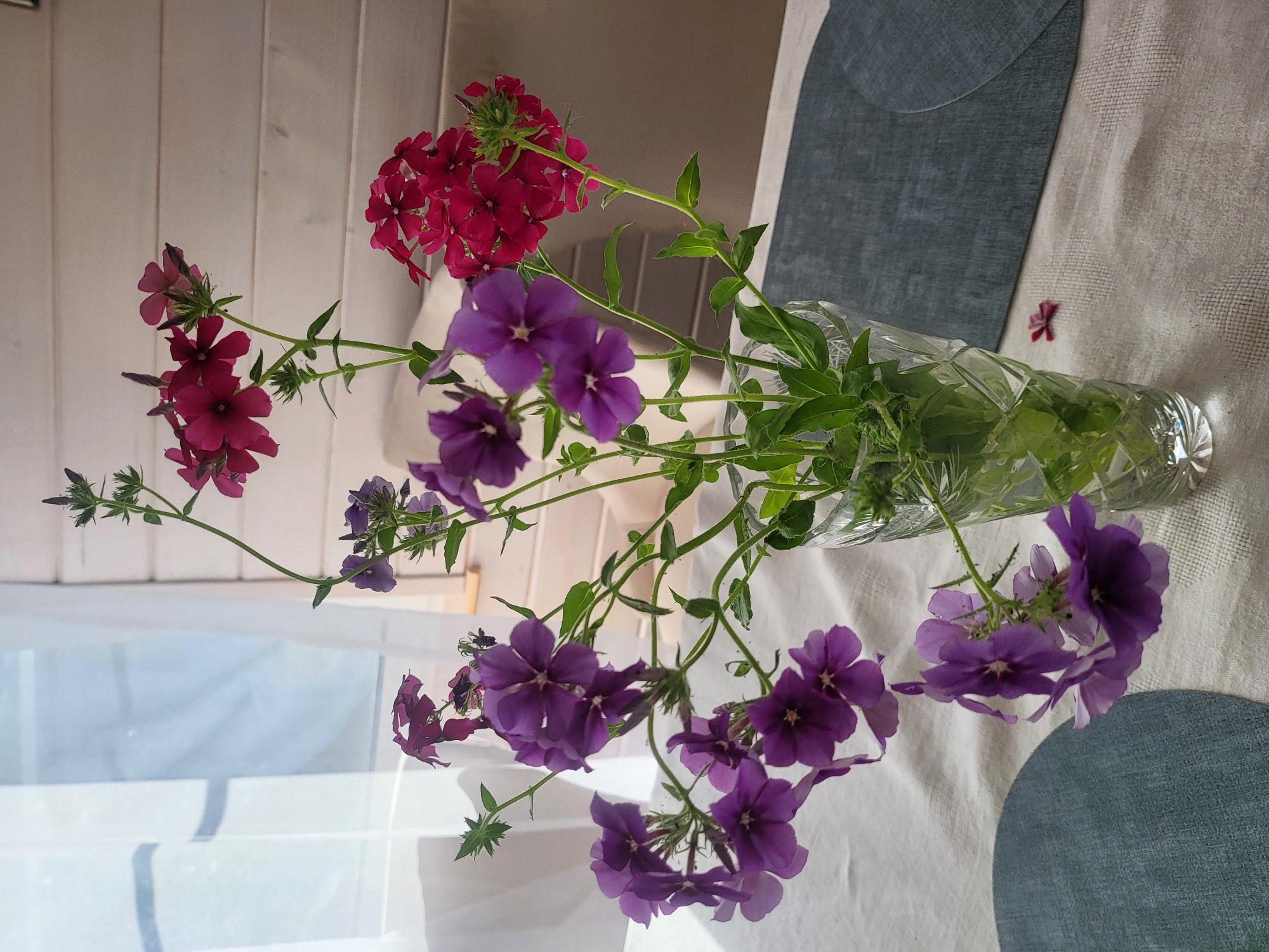 A bouquet of phlox flowers, in shades of purple and dark pink, is displayed in a clear glass vase on a white tablecloth. The table is set with two dark blue placemats. The background consists of a white wooden wall and a sheer white curtain, behind which sunlight streams in, casting shadows. The scene appears to be an indoor setting, possibly a home, in the city of Peski, Russia. The flowers are in various stages of bloom, with some buds still closed. A single fallen flower petal lies on the tablecloth near the vase.