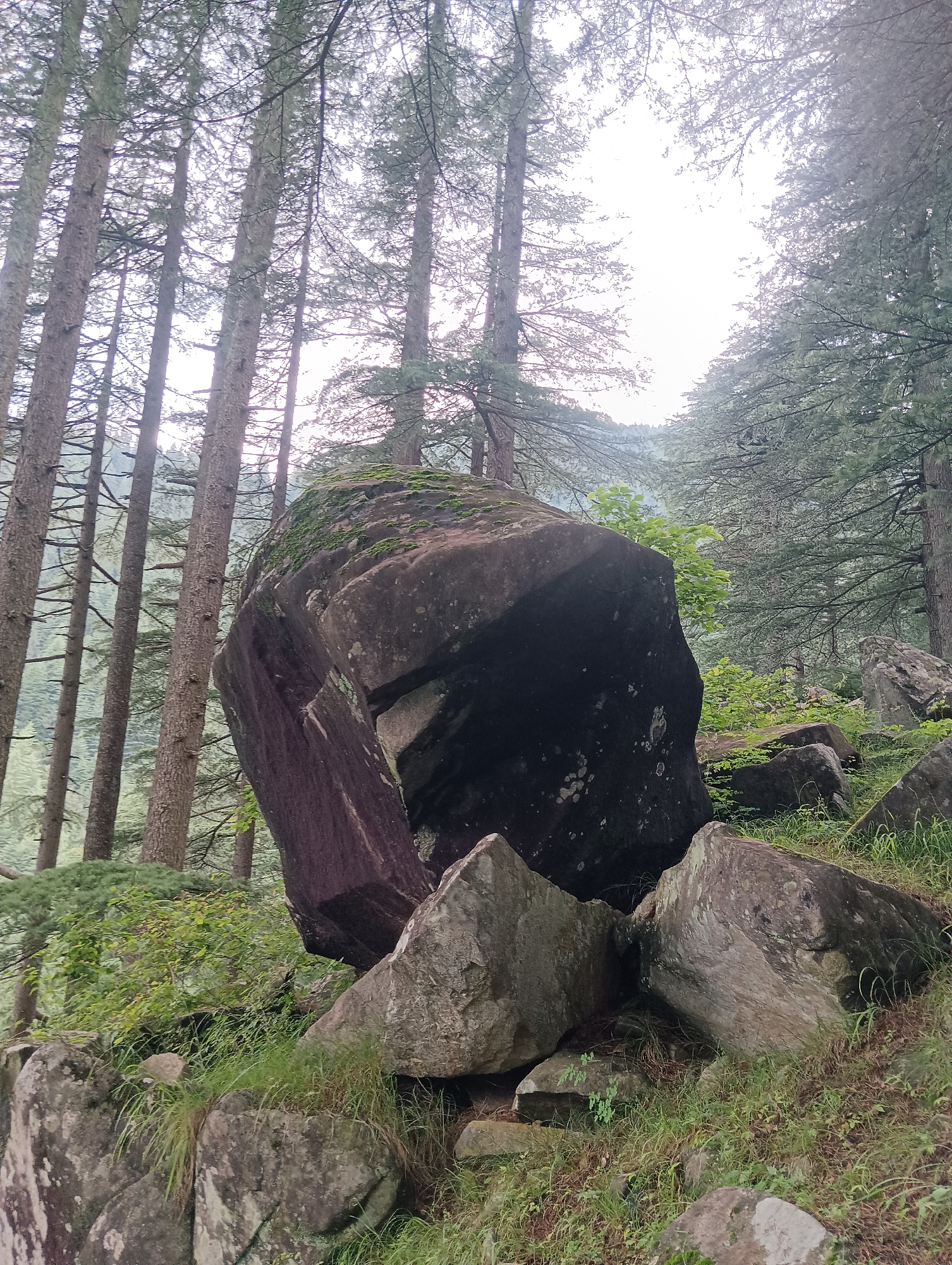 This is a photograph of a forest with tall trees and large rocks. The trees have thin trunks and sparse branches, with a canopy that is dense in some areas and open in others, allowing light to filter through. The ground is covered with grass and smaller rocks, with some patches of moss growing on the larger boulders. The overall scene suggests a natural, rugged environment. The image is centered on a prominent dark-colored boulder with a textured surface, appearing to be the focal point of the composition. Smaller, lighter-colored rocks are clustered around it. In the background, the forest continues, with the trees receding into a hazy distance, indicating depth and possibly a hilly terrain. The lighting suggests an overcast or early morning/late afternoon sky. The image is taken from a low angle, looking up towards the trees and the large boulder. This scene is located in the city of Chhyal, India.