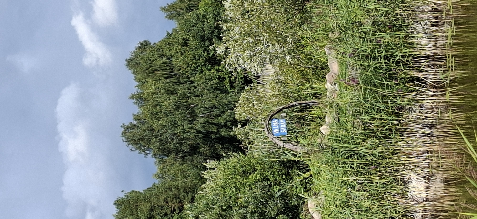 A blue sign with white lettering that reads "VALMA SADAM" is affixed to a wooden archway. The archway is situated amidst tall green reeds and other vegetation near the edge of a body of water. In the background, a dense line of trees forms the horizon. The sky above is overcast with dramatic clouds. The image appears to be taken on a day with mixed weather conditions. The location is identified as Valma, Estonia.
