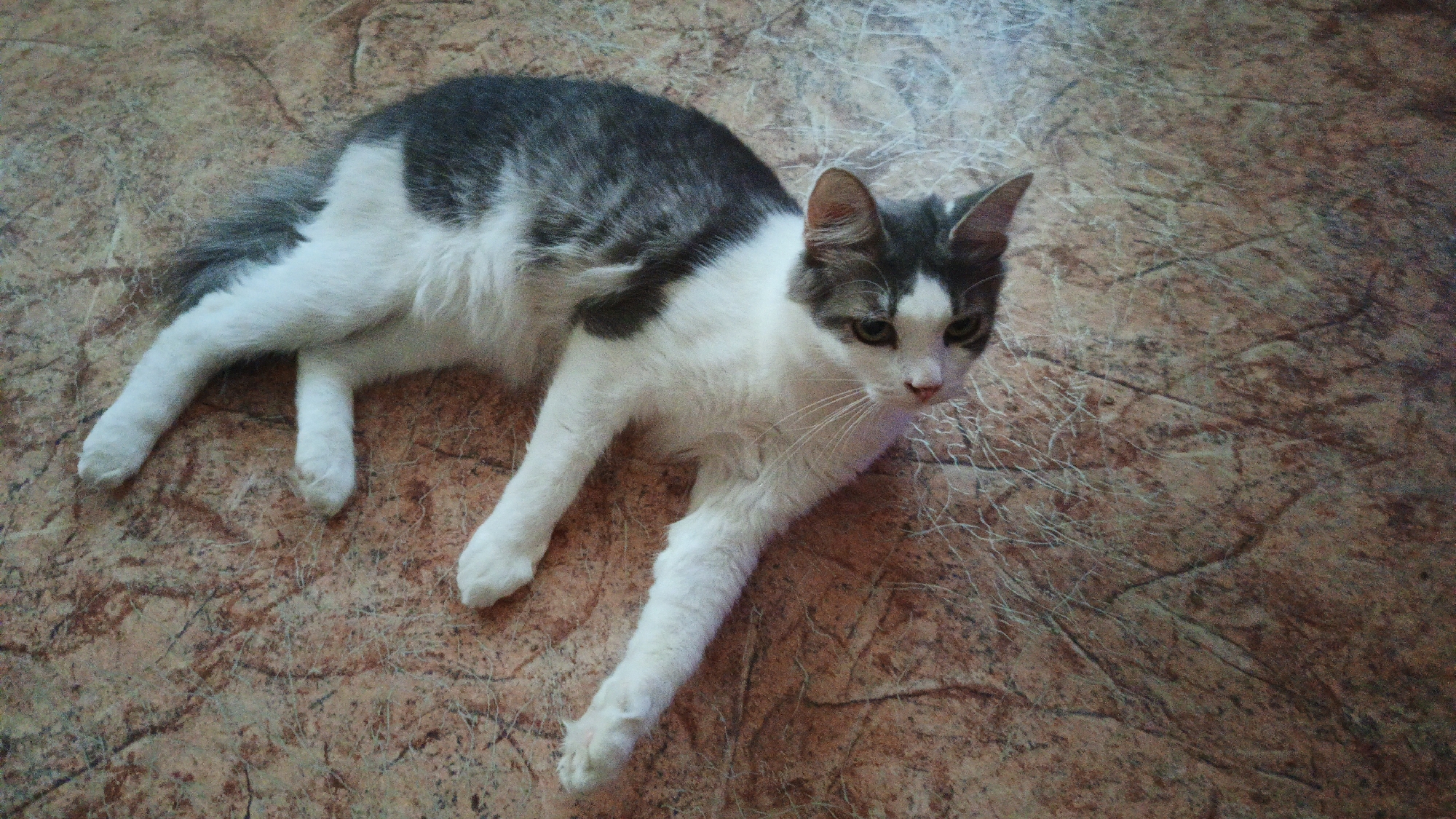 A domestic short-haired cat, primarily white with grey tabby markings on its back and head, is lying on a brown, textured surface that resembles marble or linoleum flooring. The cat is positioned on its side, with its front paws extended forward and its hind legs tucked underneath. Its head is turned to the right, and its gaze is directed slightly upwards and to the right. The cat has green eyes, a pink nose, and white whiskers. The background is a uniform brown color with a subtle pattern. The lighting appears to be artificial, casting soft shadows. The scene is indoors. There is no visible indication of the city of Kuznetsk, Russia.