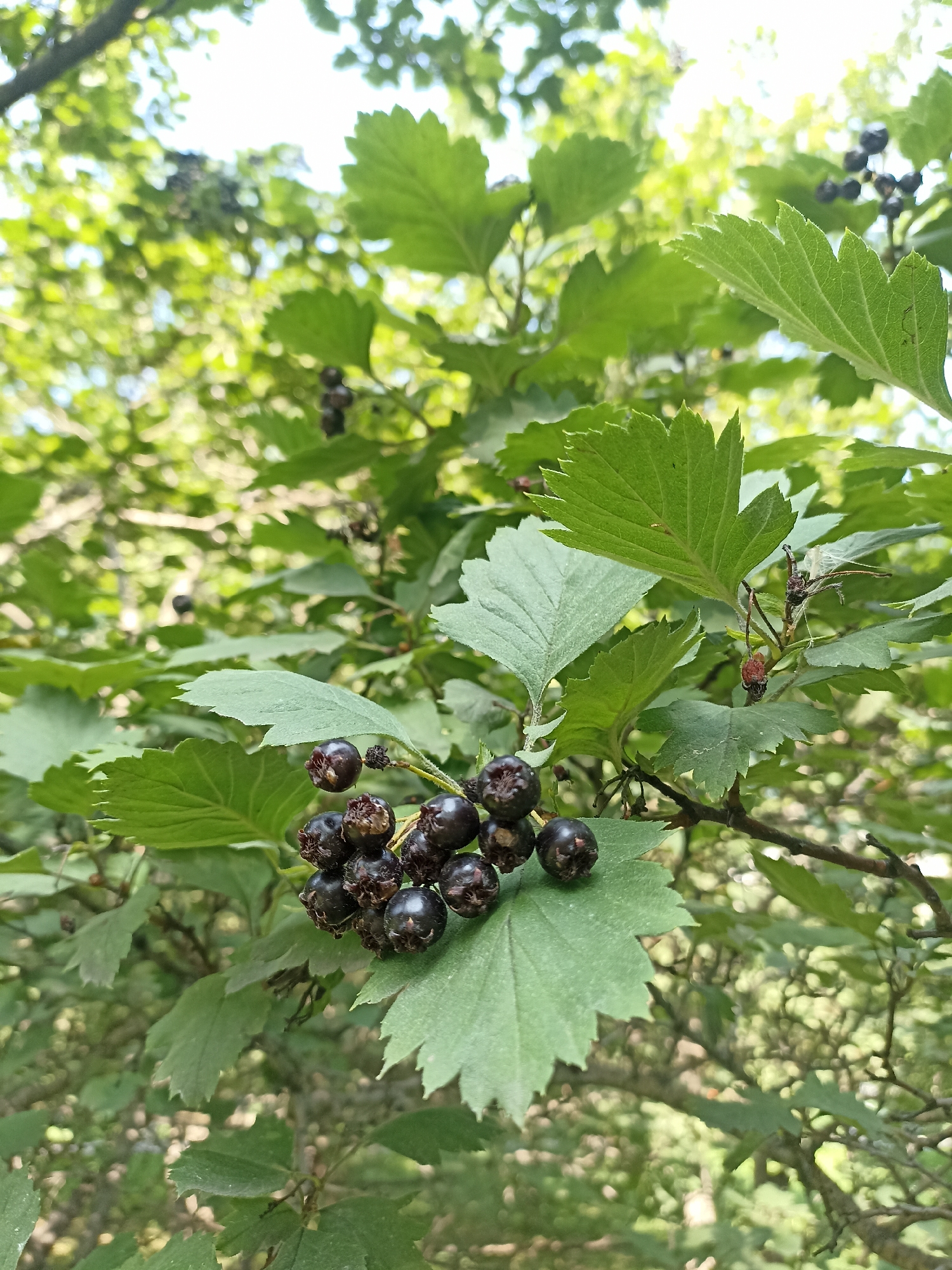 A cluster of dark, round berries hangs from a branch among green leaves, set against a softly focused background of more foliage and a bright sky. The berries are clustered closely together, some appearing slightly shriveled, with visible calyx remnants. The leaves are lobed with serrated edges, and the lighting suggests a bright, possibly sunny day, creating a dappled effect through the leaves. The image appears to be taken outdoors, likely in a park or natural area, given the abundance of foliage and the presence of a tree. No people are visible in the frame. The scene is natural and serene, with the focus on the berries and the surrounding plant life. Without further context or landmarks, pinpointing the exact location within Novosibirsk, Russia, is impossible based solely on this image.