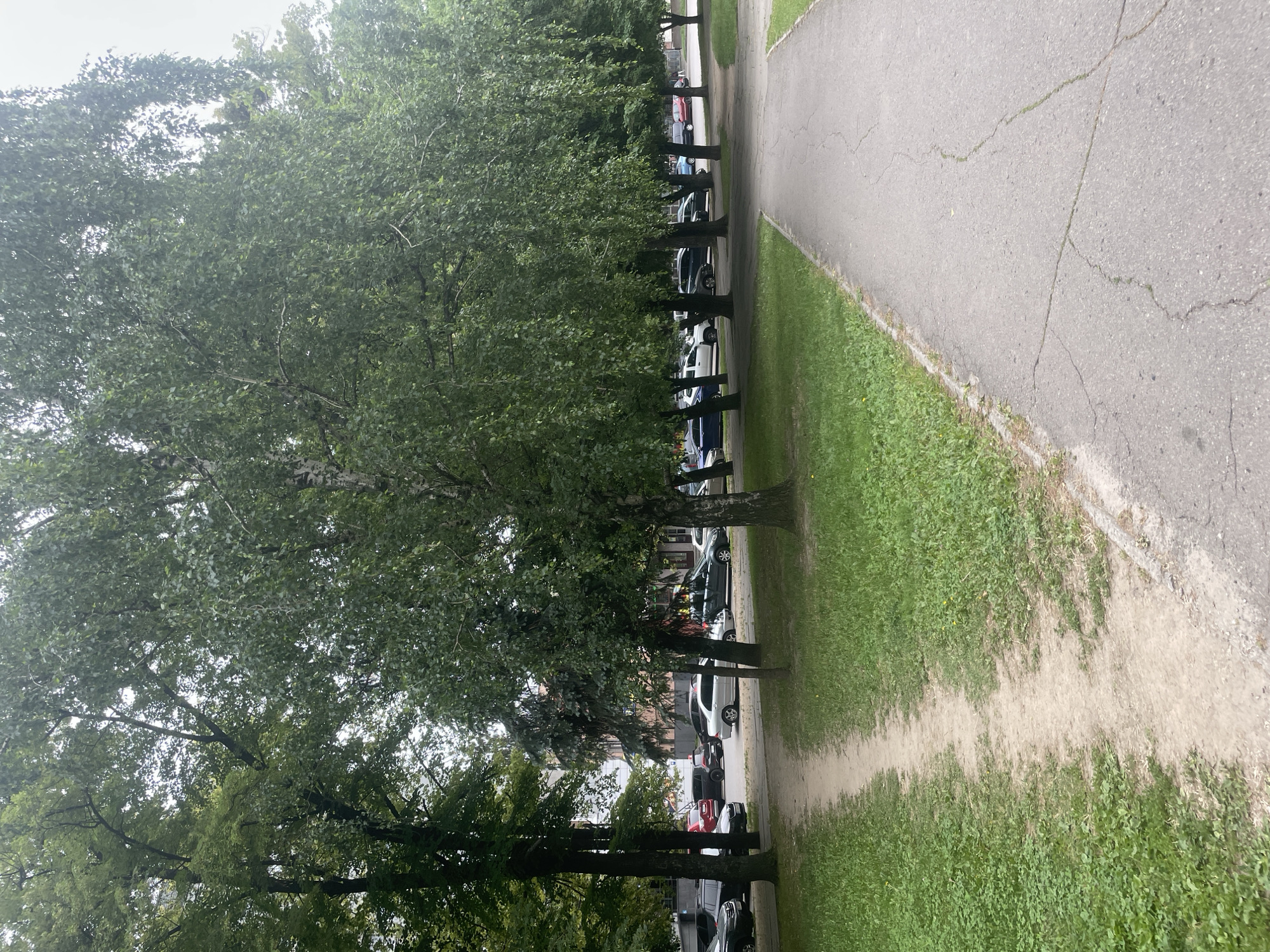 A dirt path curves through a grassy park area, bordered by trees on the left and a paved walkway on the right. The path leads toward a street with parked cars and buildings in the background. The trees are lush with green foliage, and the sky is overcast. The paved walkway shows signs of wear, with cracks visible in the asphalt. The overall scene suggests a public outdoor space within a city.
