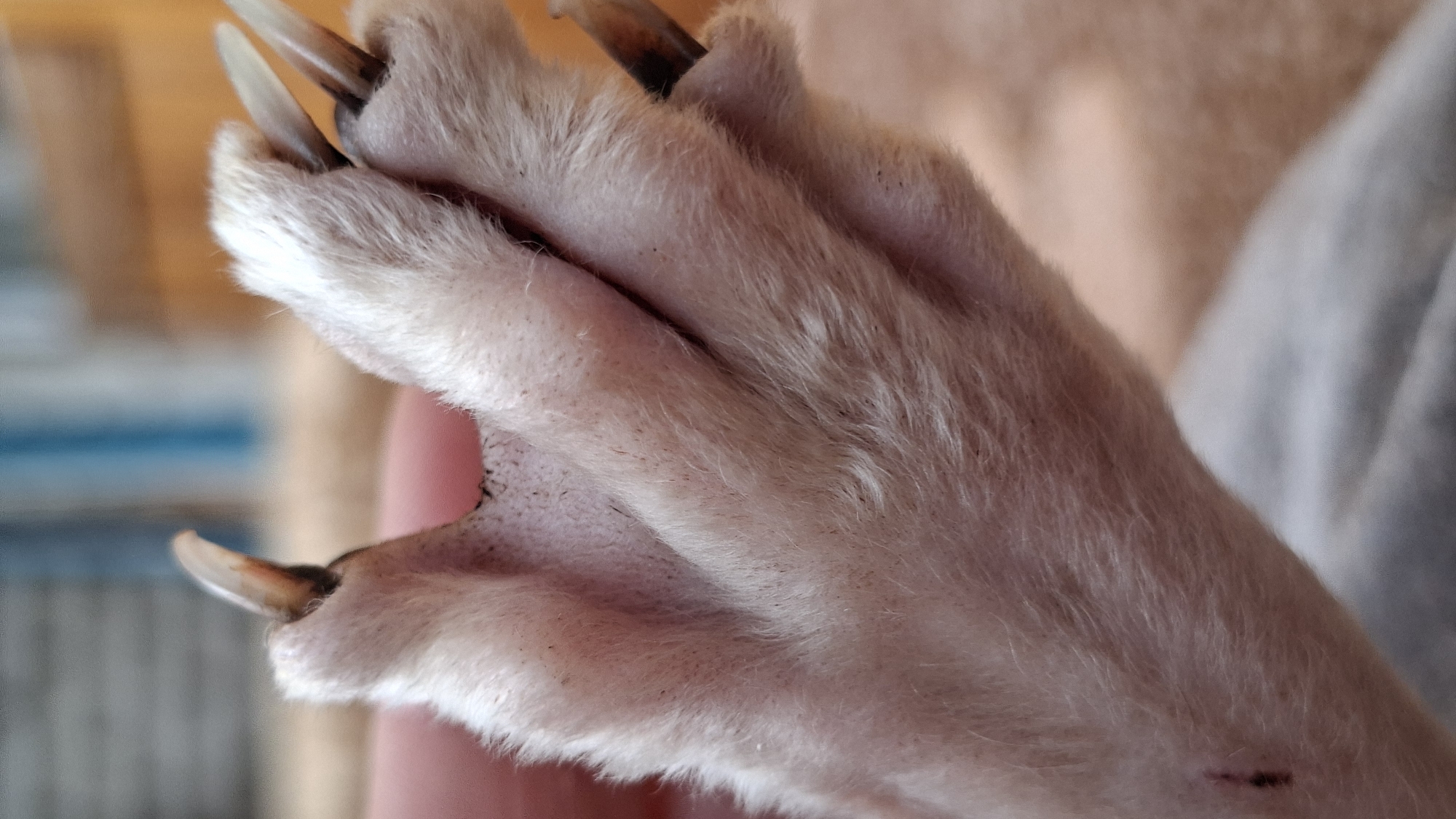 A close-up shot captures the paw of a light-colored animal, likely a dog. The paw is held by a human hand, visible as a blurred pinkish mass on the left side of the frame. The animal's paw is covered in soft, light-colored fur, with visible black specks, possibly dirt or flea dirt, embedded in the fur and on the skin between the toes. The paw pads, though not clearly defined, appear to be dark. The animal has sharp, curved claws, some of which are partially obscured by the fur. One claw shows a darker, reddish-brown tip. A small, dark mark, possibly a scratch or wound, is present on the furred part of the paw near the bottom left. The background is out of focus, showing hints of a wooden surface and a blurred blue object. The image is forensic in its detail, focusing on the texture and condition of the animal's paw. The scene does not provide any information about a specific location in Забалоцкі сельскі Савет, Belarus.